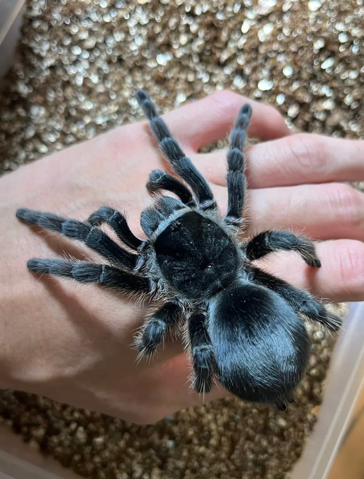 チューデ・グロンランド　バラと小鳥　図録・レゾネより　額付 チューデ・グロンランド バラと小鳥 図録・レゾネより 額付