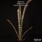【送料無料】Billbergia rosea variegated〔ビルベルギア〕現品発送B0170