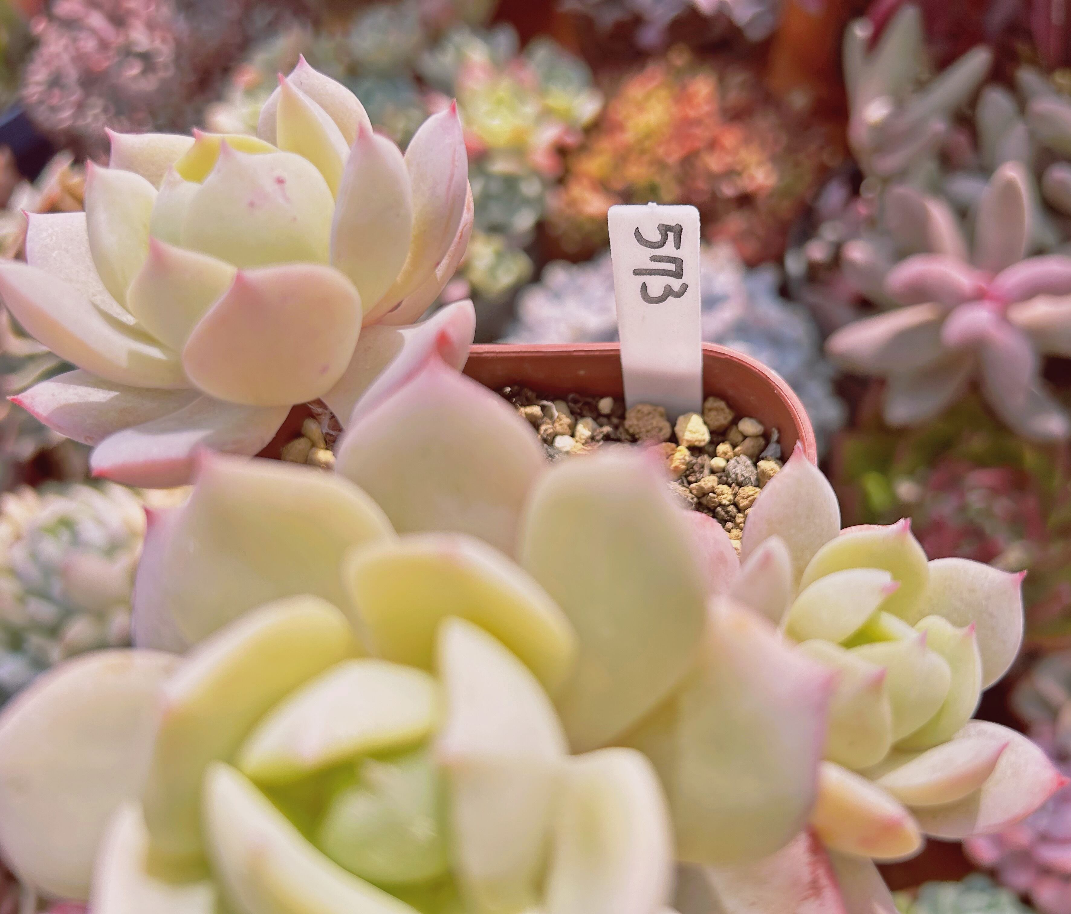 573現物 多肉植物 冷香 大群生 抜き苗 | るる農園~多肉植物専門