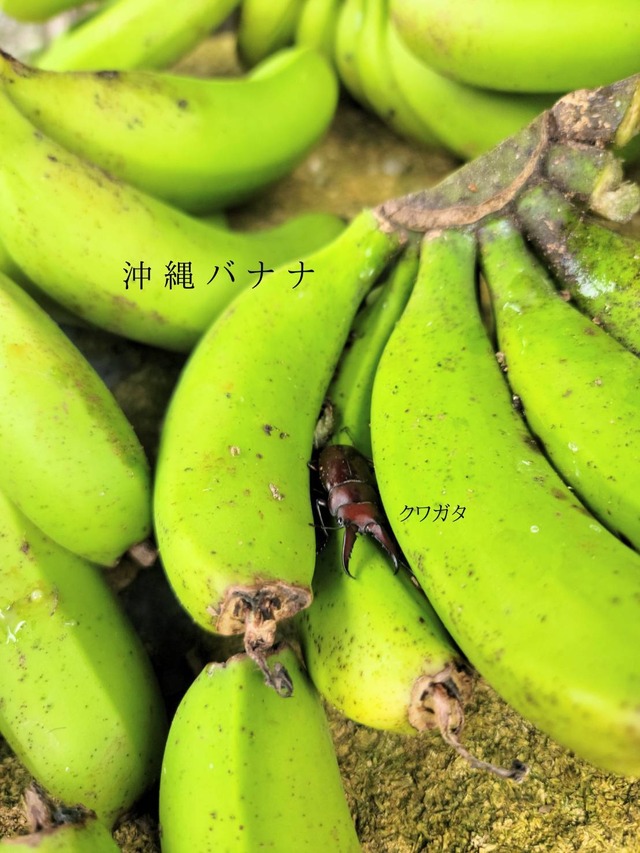 沖縄の島バナナを使ったチョコシフォン！1週間限定発売デス。