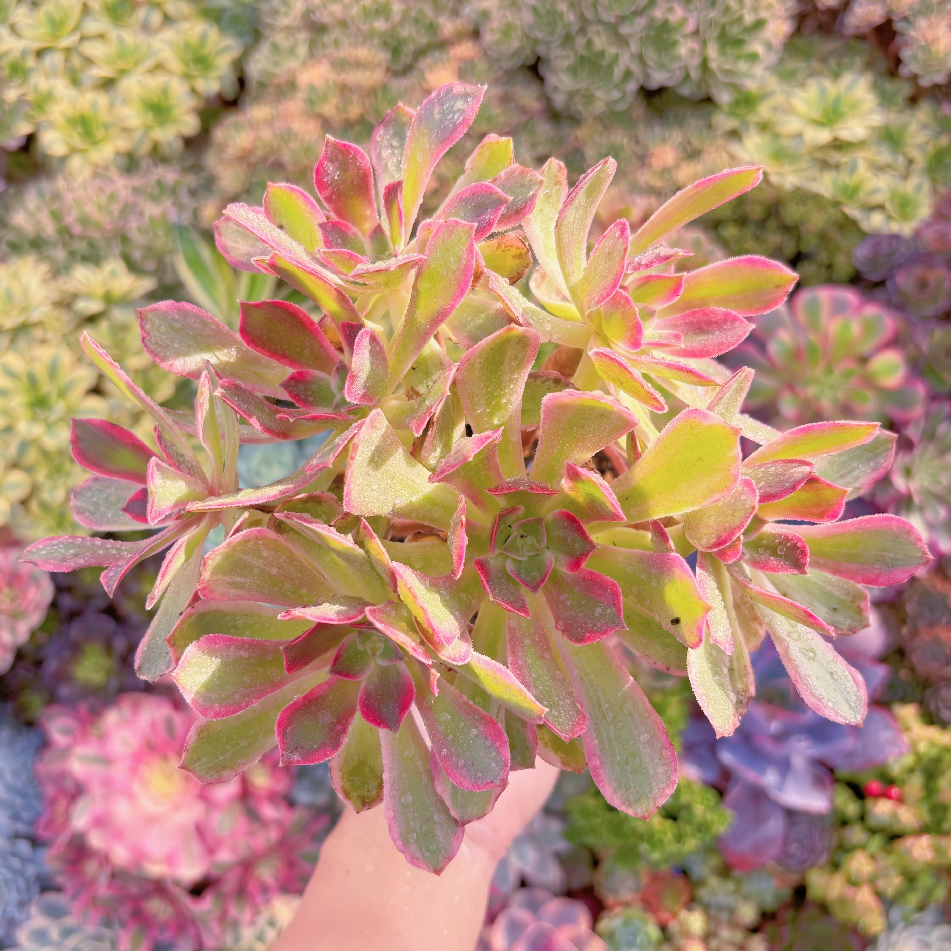 現品　新品種　浣沙錦#541　直径約19cm大群生　新入荷　るる農園