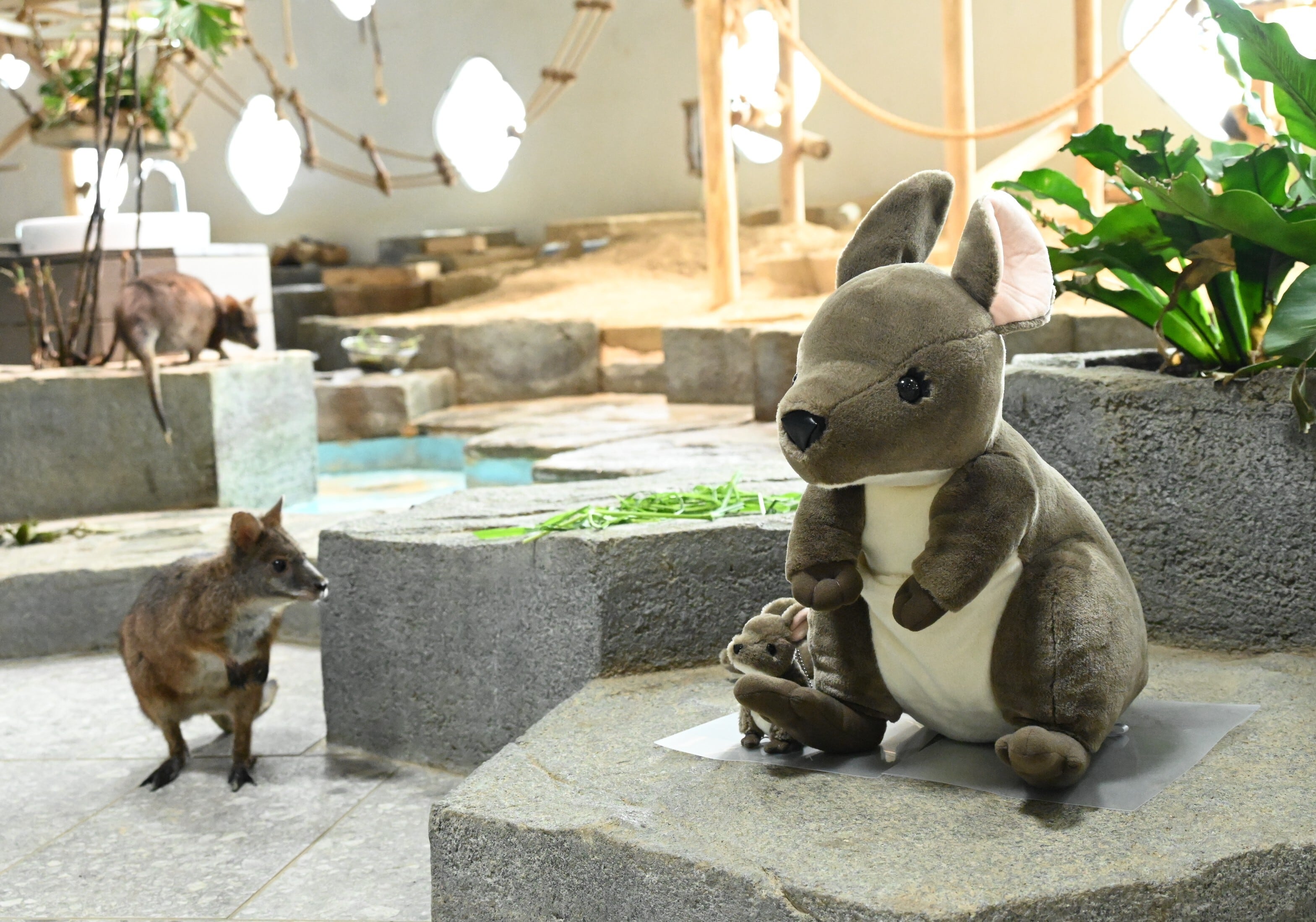 パルマワラビー（XLサイズ） | NIFREL×NIFREL Online Shop