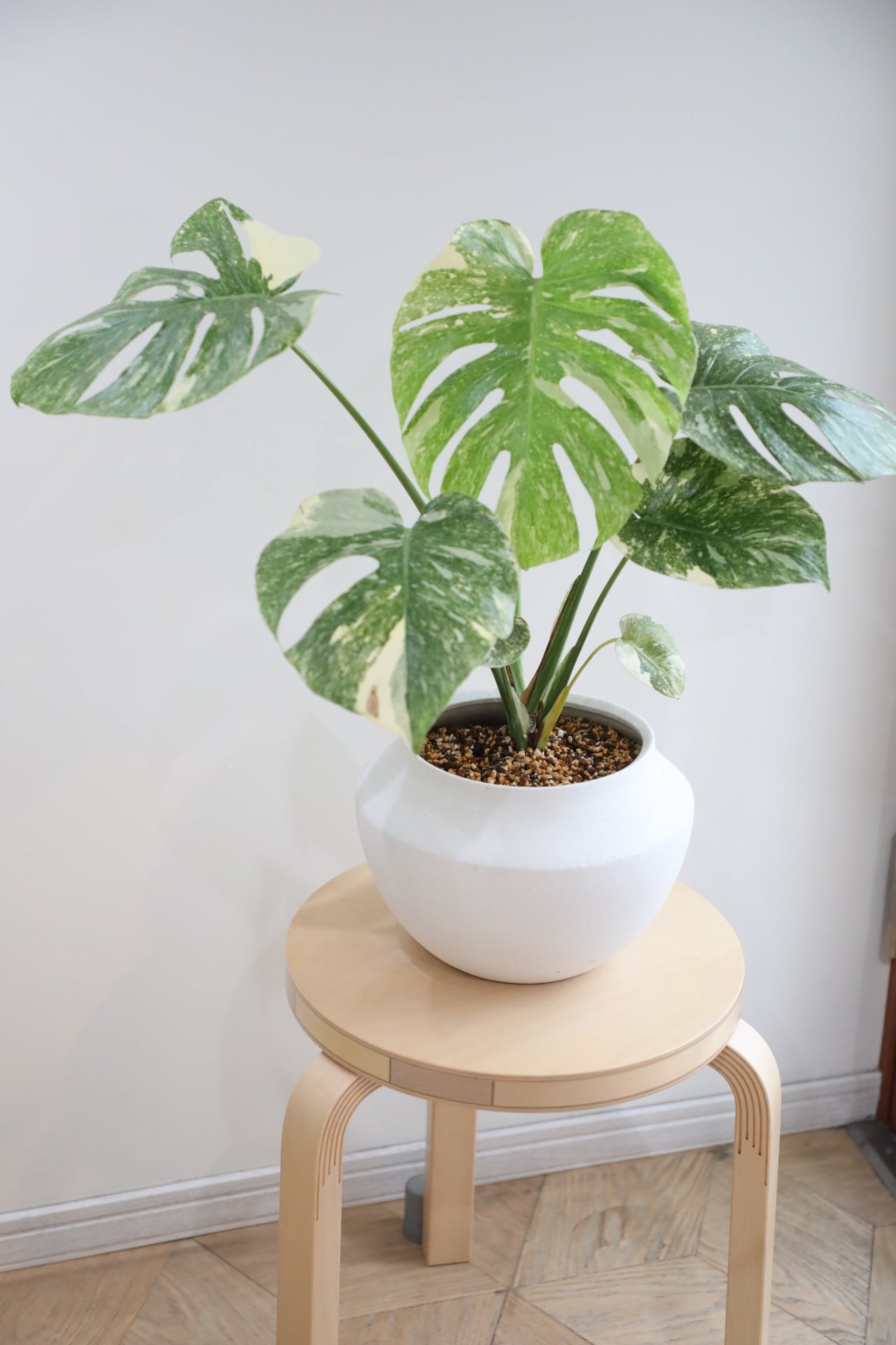 M】【希少】モンステラ グリーンスノウ/Monstera deliciosa 'Green