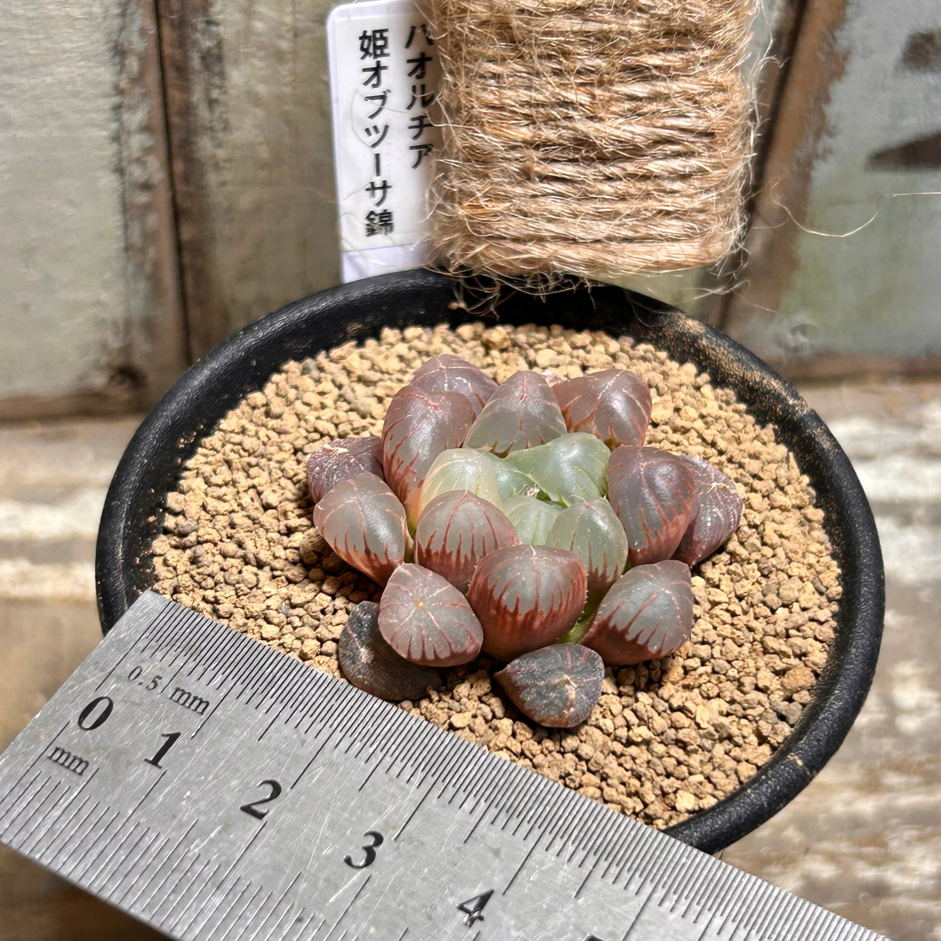 T) 姫オブツーサ錦 ハオルチア | RuPo 多肉植物専門店