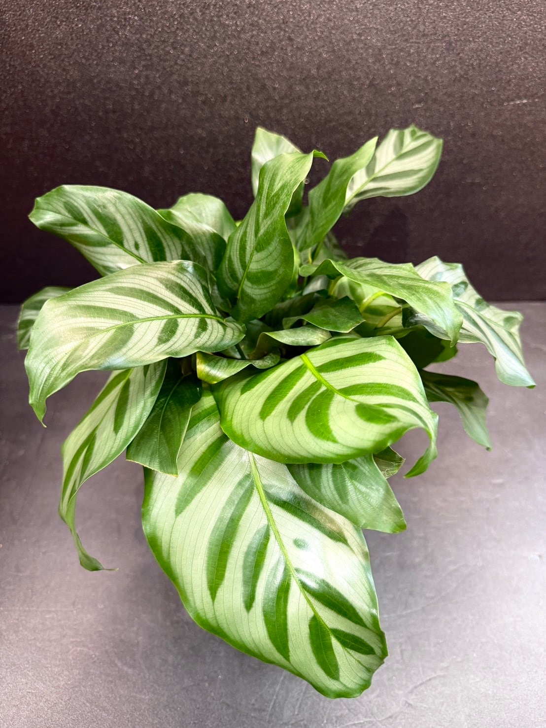 フレディ カラテア 観葉植物 4号 | 観葉植物と雑貨のお店 VIVAGREEN