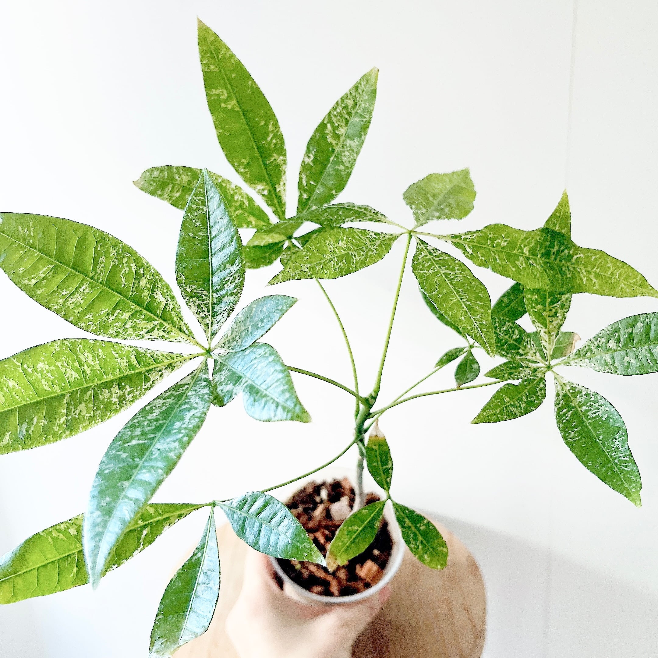 【超希少】フィカス リラータ イヴォンヌ 斑入りカシワバ 森尾花園さん＊calm 超希少】フィカス リラータ イヴォンヌ 斑入りカシワバ 森尾花園さん＊calm