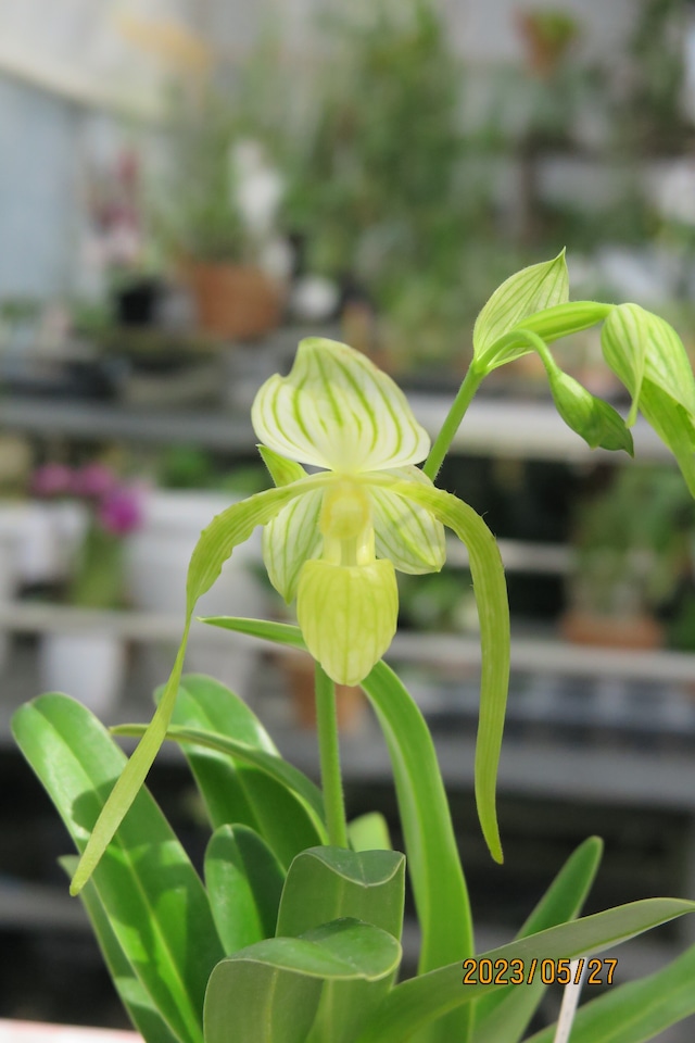 Paph.Wellesleyanum fma. alba x Paph.philippinense var. compactum fam. album