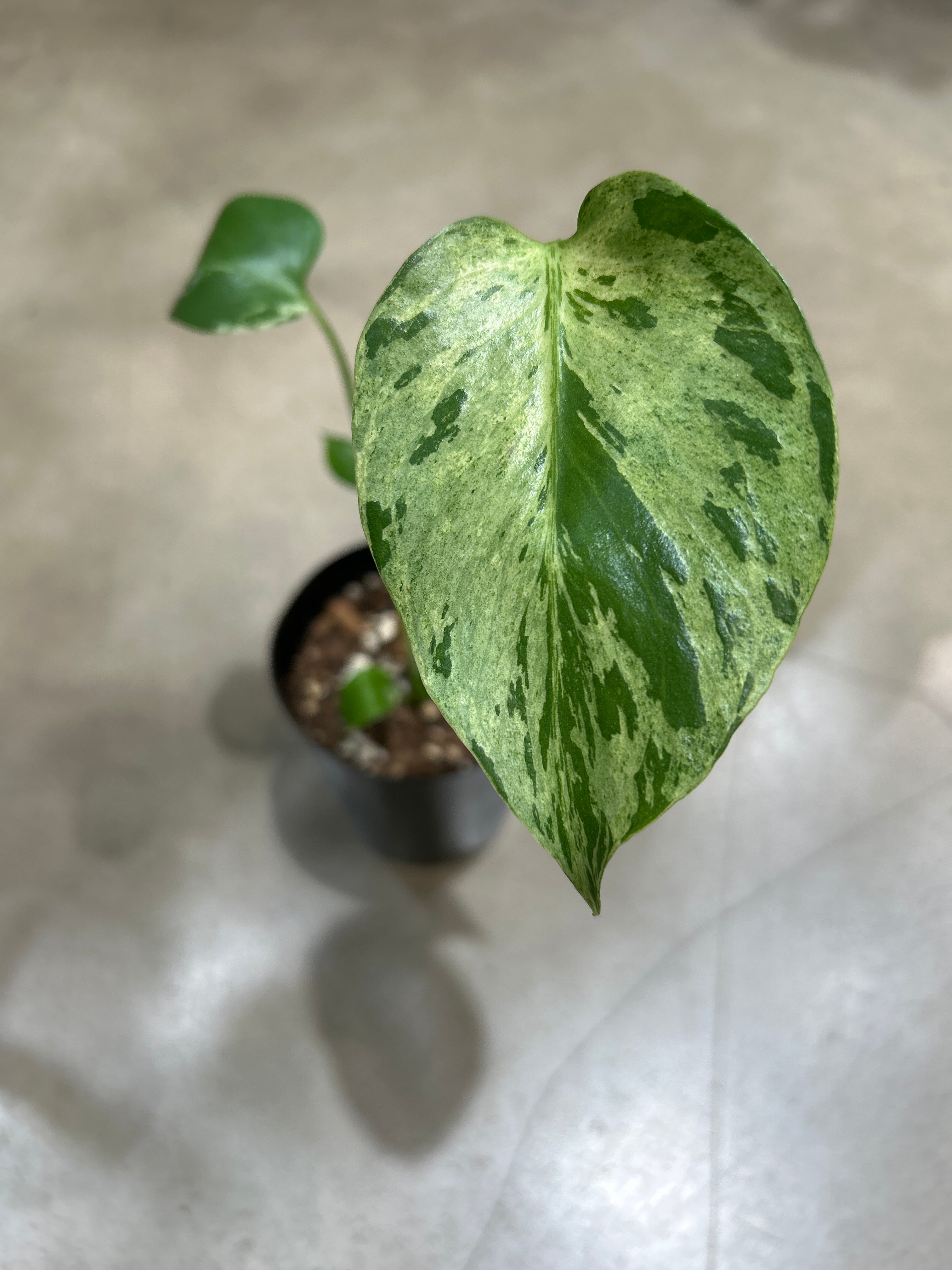 ホヤ カルノーサ スージーQ | MIDORIYA 観葉植物専門店