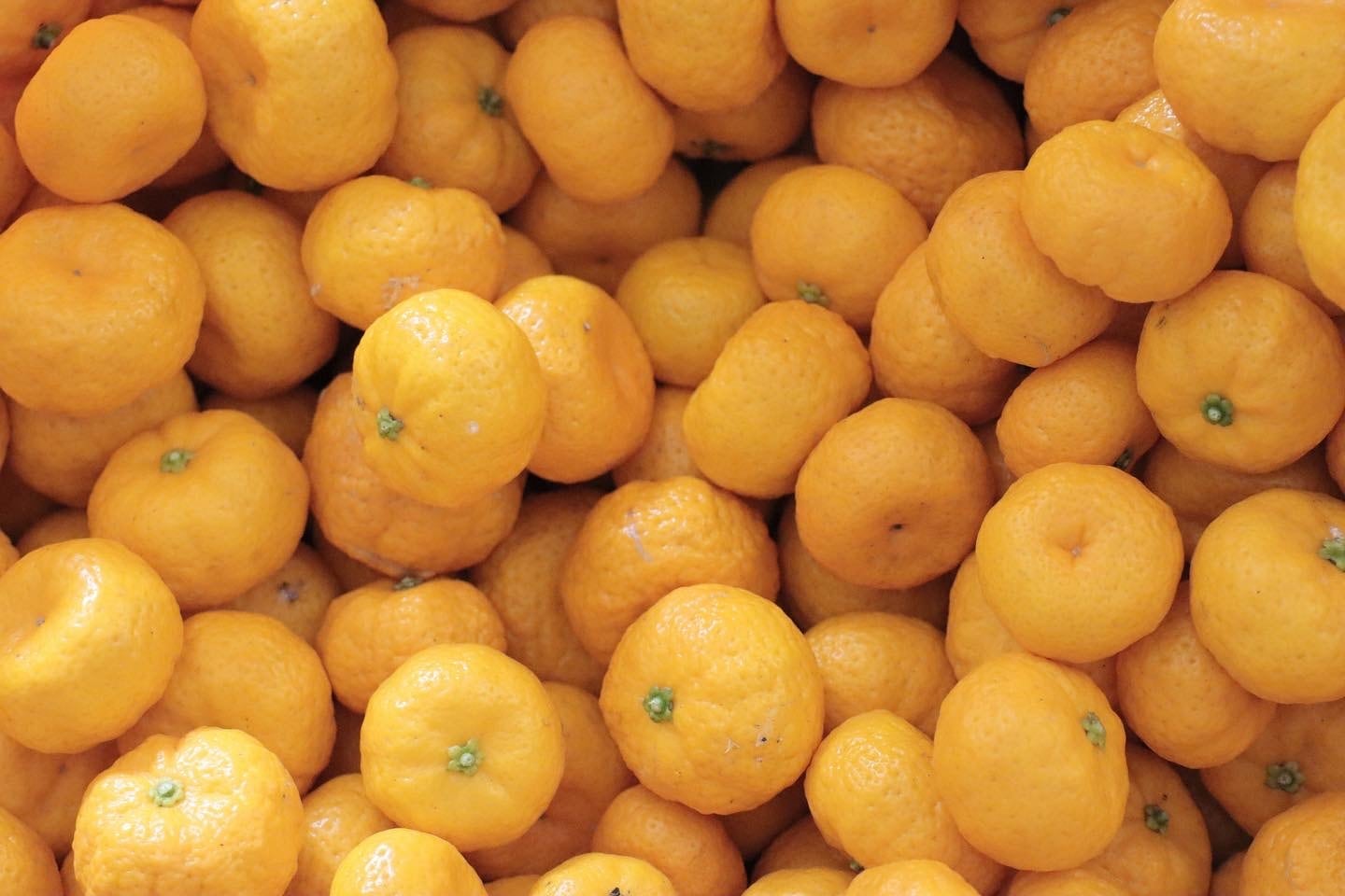 大和橘1kg（農薬不使用） | なら橘プロジェクト推進協議会