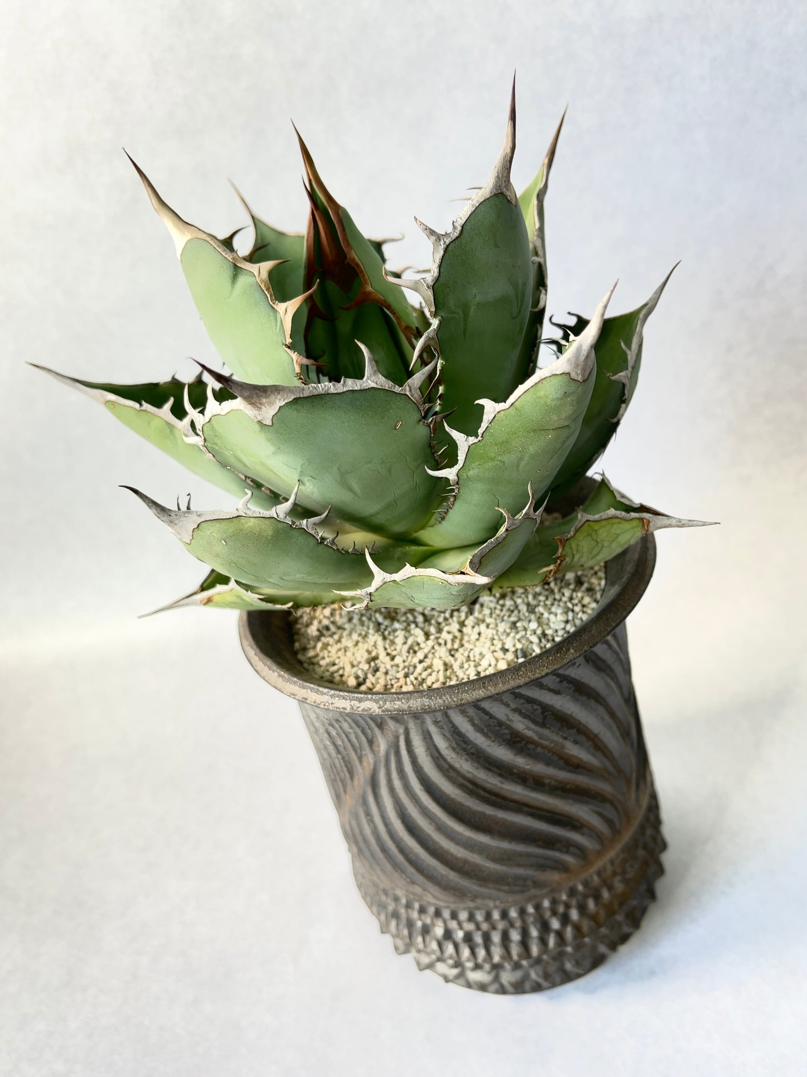 新里竜子 | trigger