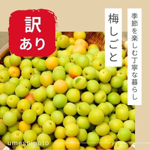 7月の朝採り直売野菜 ： 梅干し用生梅　約 １キロ　7月1日発送予定