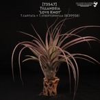 【送料無料】'Love Knot'〔エアプランツ〕現品発送T3547