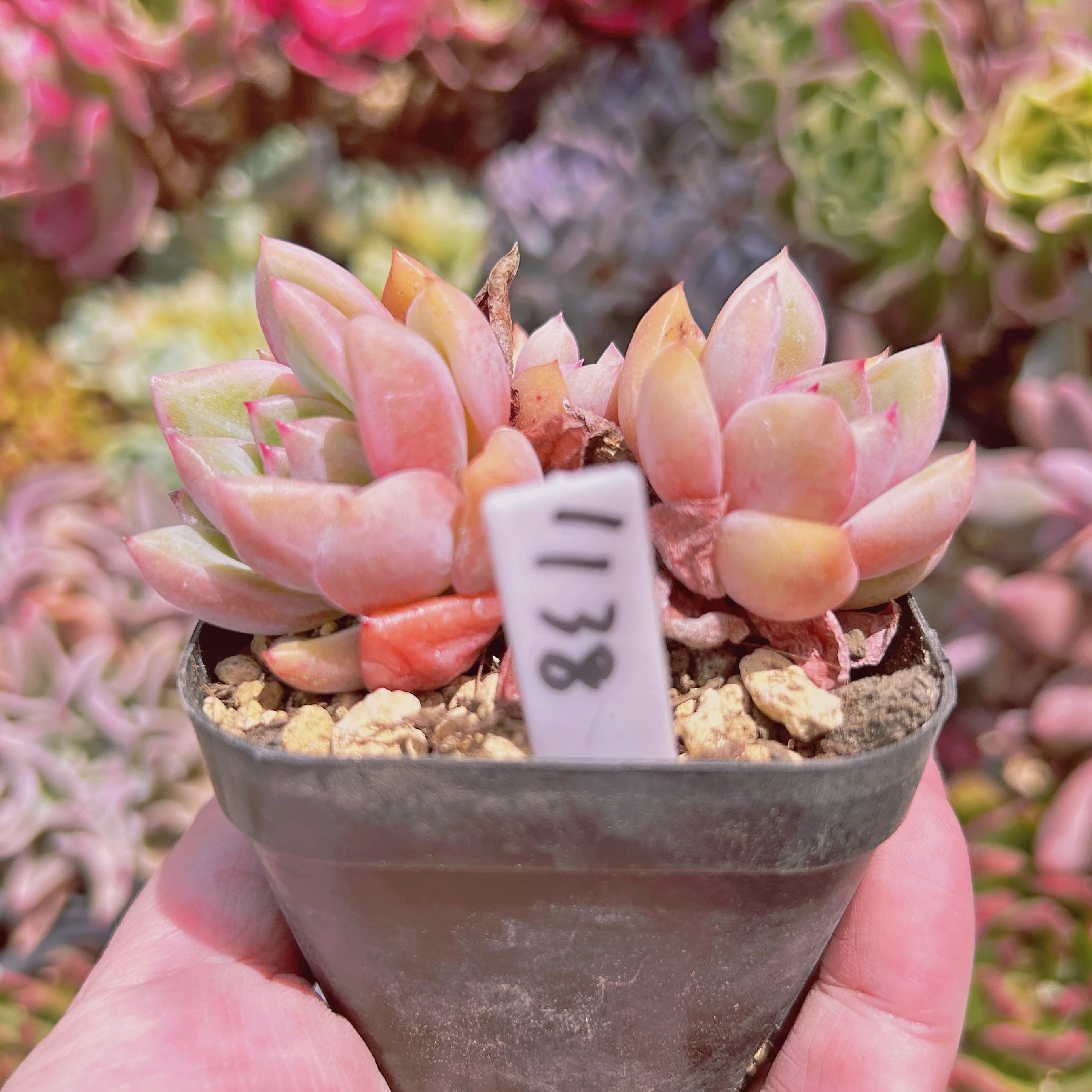 多肉植物。抜き苗。シャネル法師錦 現物 多肉植物 シャネル 抜き苗 | るる農園~多肉植物専門