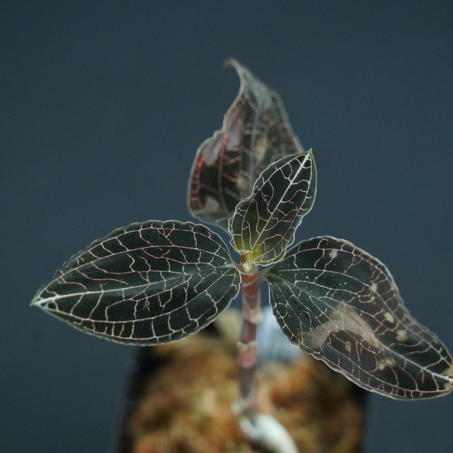 ◆現品◆アネクトキルス トリデンタタス 【ジュエルオーキッド宝石蘭／TheGAKI】#626