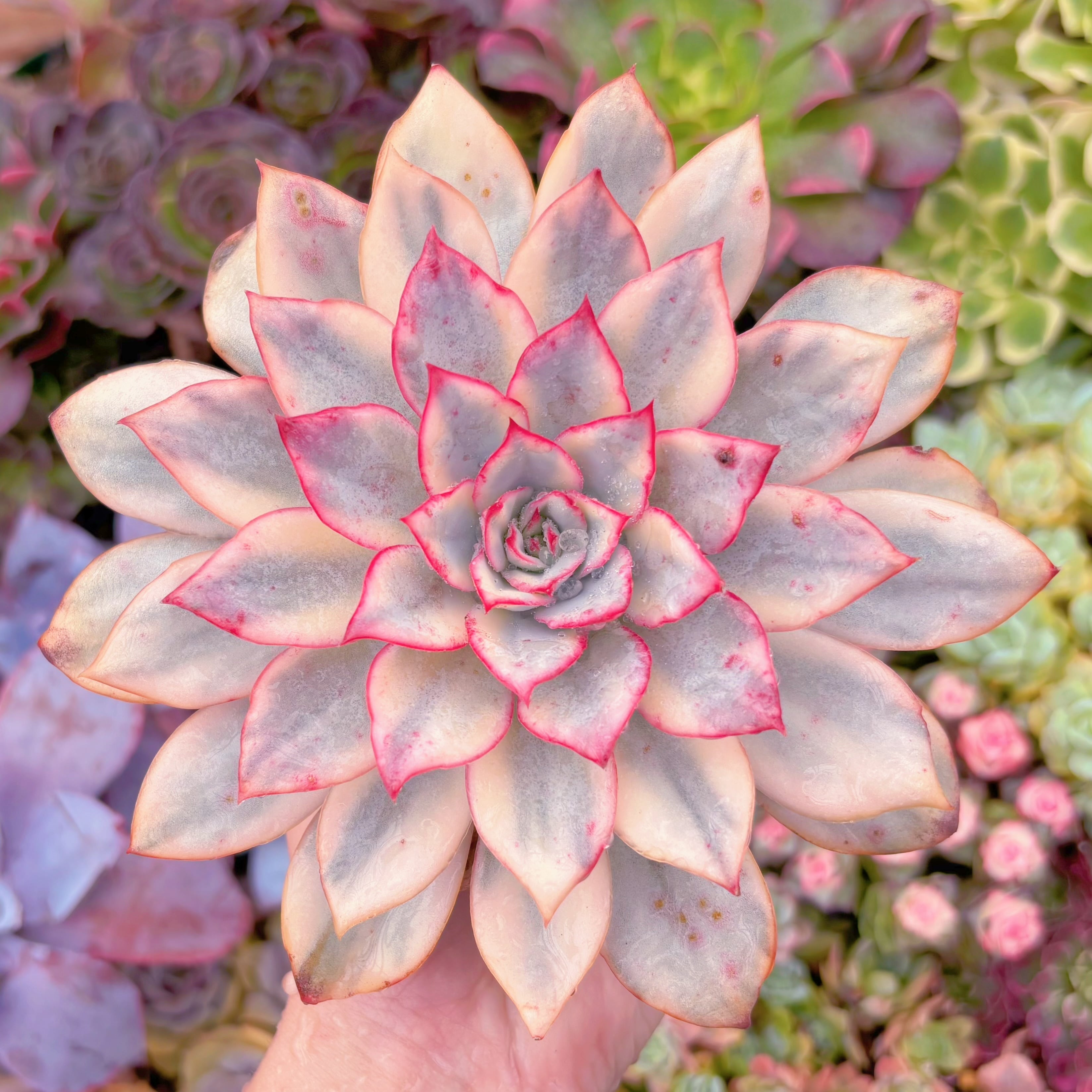 現品　月光女神#C51　大苗　るる農園