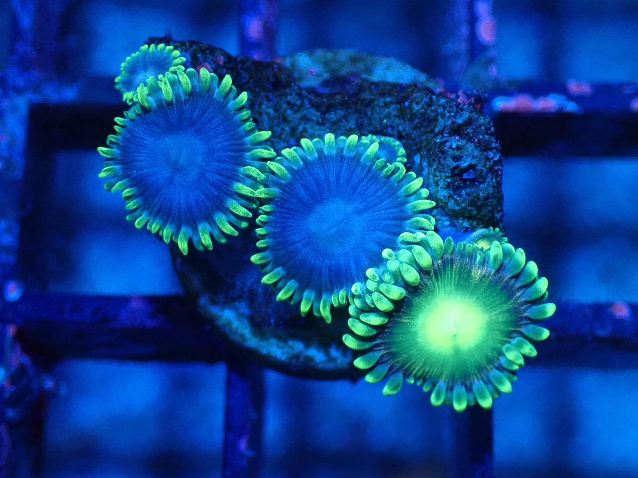 CareFragBreed Zoa 3