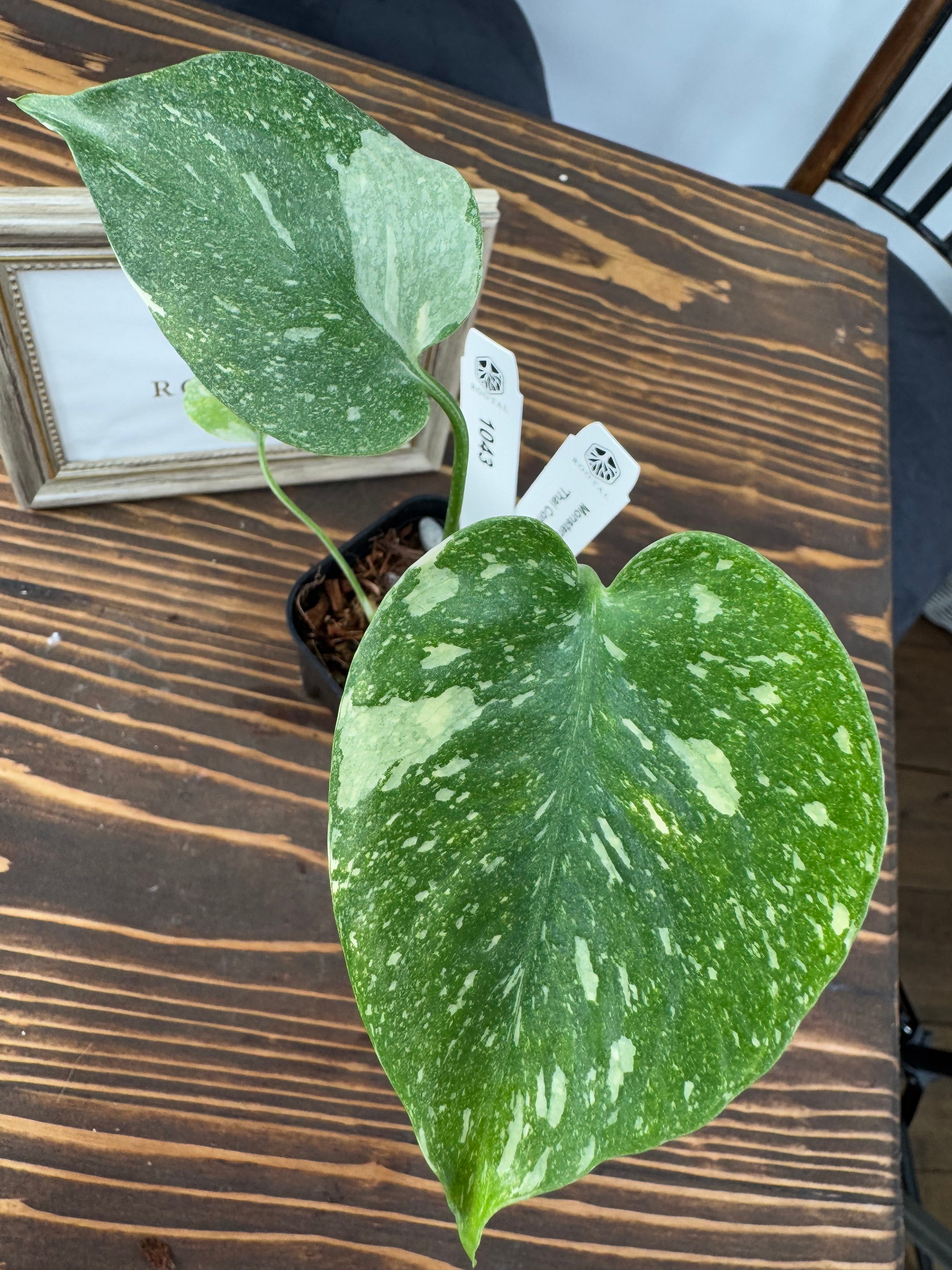 ☆1043【斑入り模様が別格に美しい一品】モンステラ