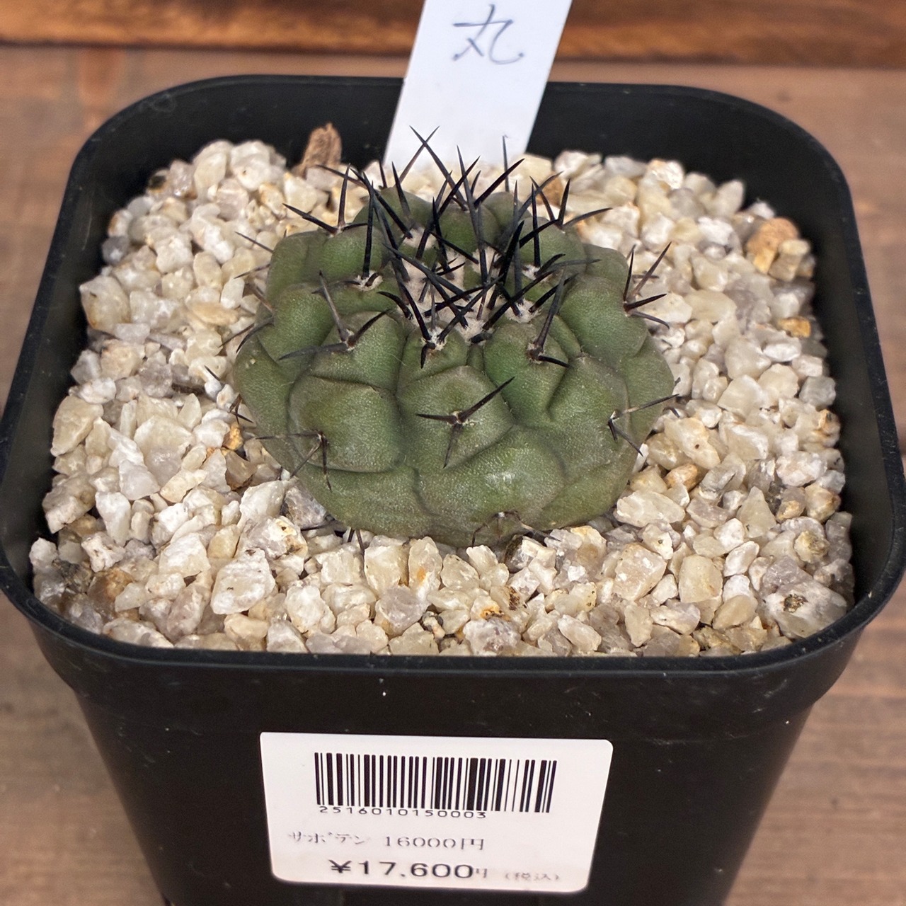 【クリアランス】【Copiapoa】サボテン　コピアポア　黒王丸実生【243】【再撮影】