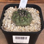 【クリアランス】【Copiapoa】サボテン　コピアポア　黒王丸実生【243】【再撮影】