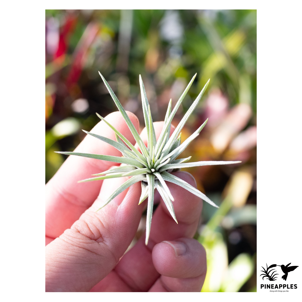 Tillandsia argentea 【現品】 - 2