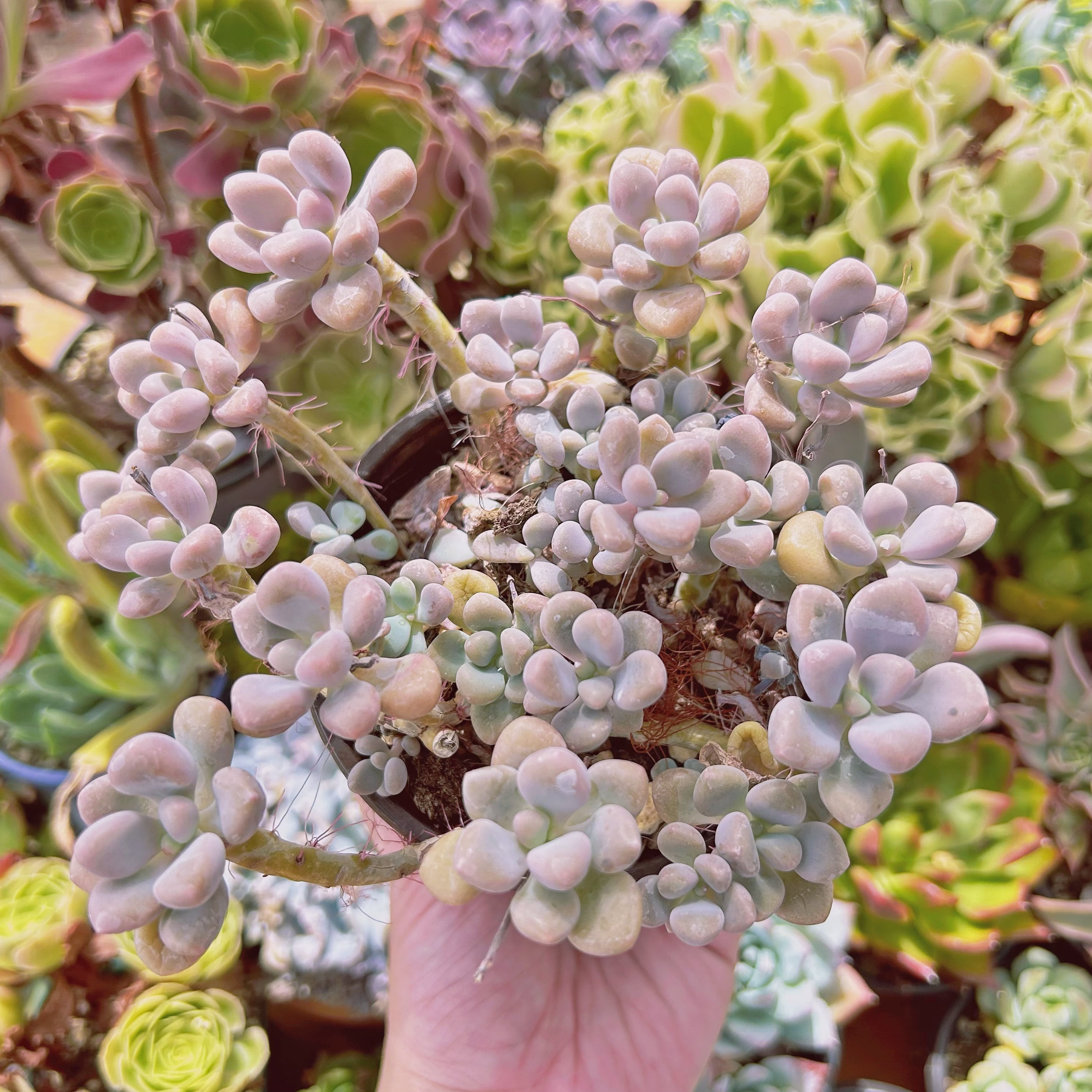 現物　多肉植物   エイレン　特大　抜き苗