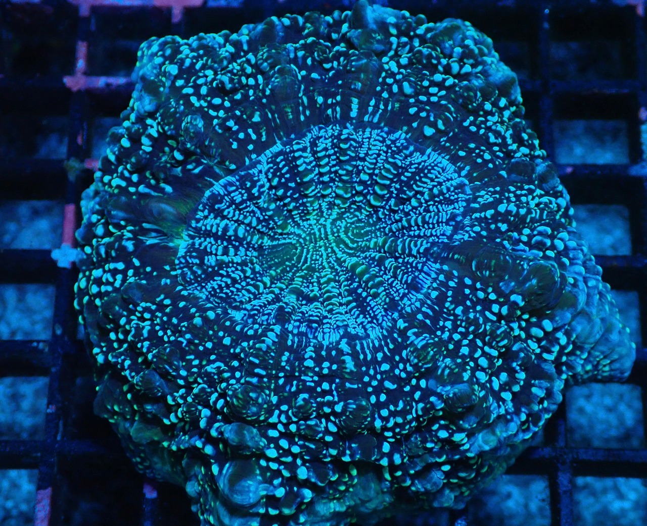 Achanthophyllia Deshayesiana BlueGlitter 4