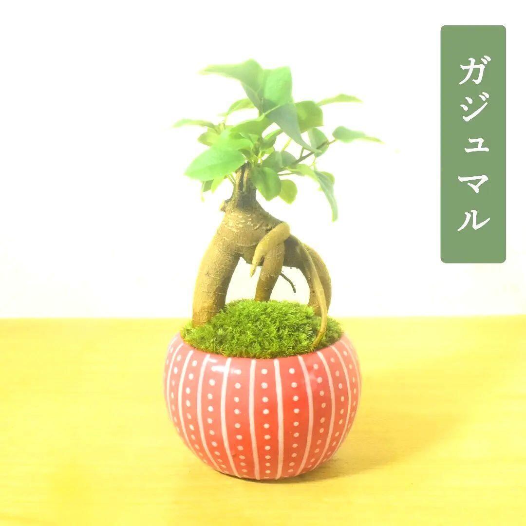 POTOCO ガジュマル 個性的 観葉植物 陶器鉢 盆栽 豆盆栽 インテリア