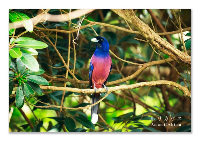 奄美ポストカード「ルリカケス」2026