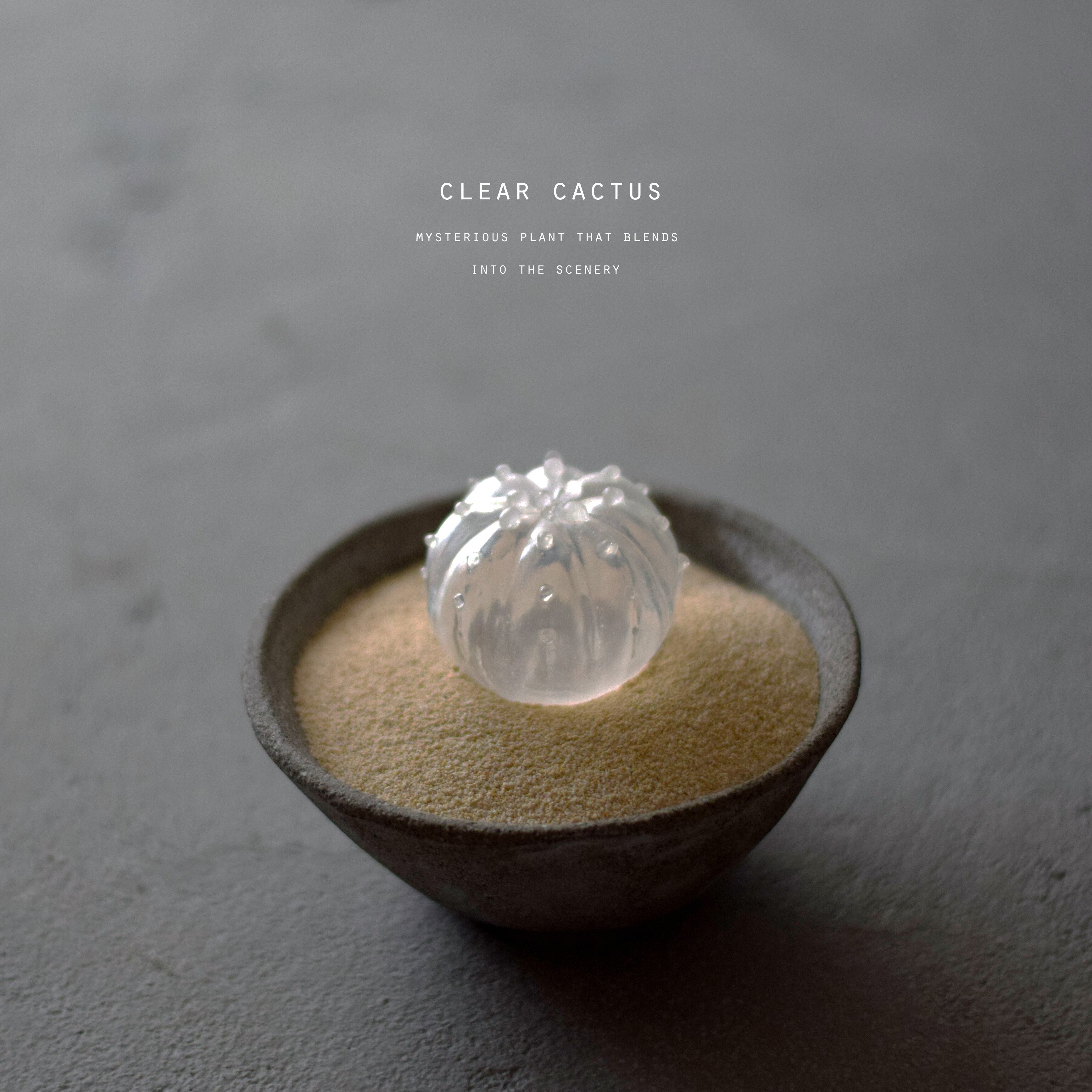 透明サボテン 003 | echidna