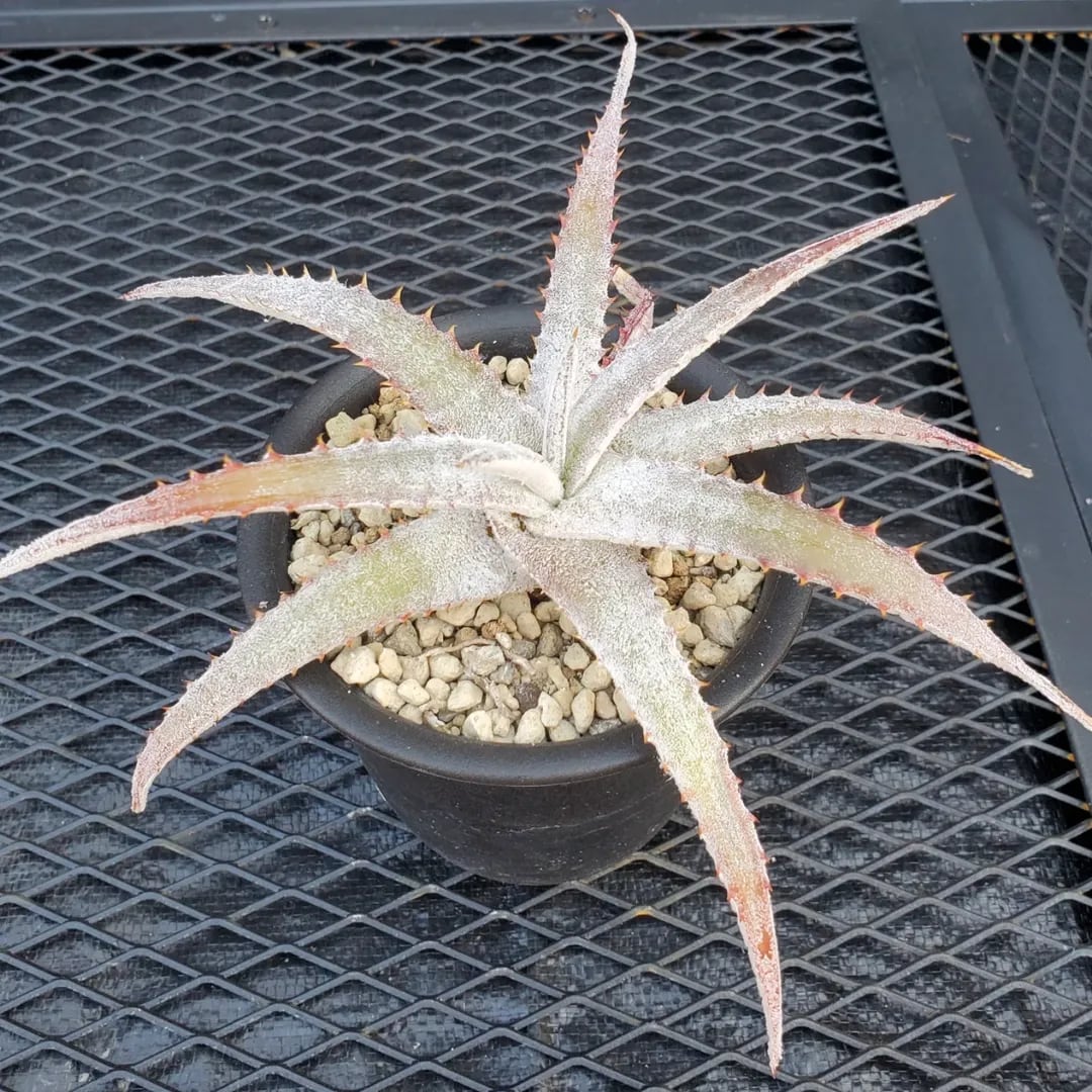Hechtia（ヘクチア） | レアプランツ通販サイトPlants Maniax