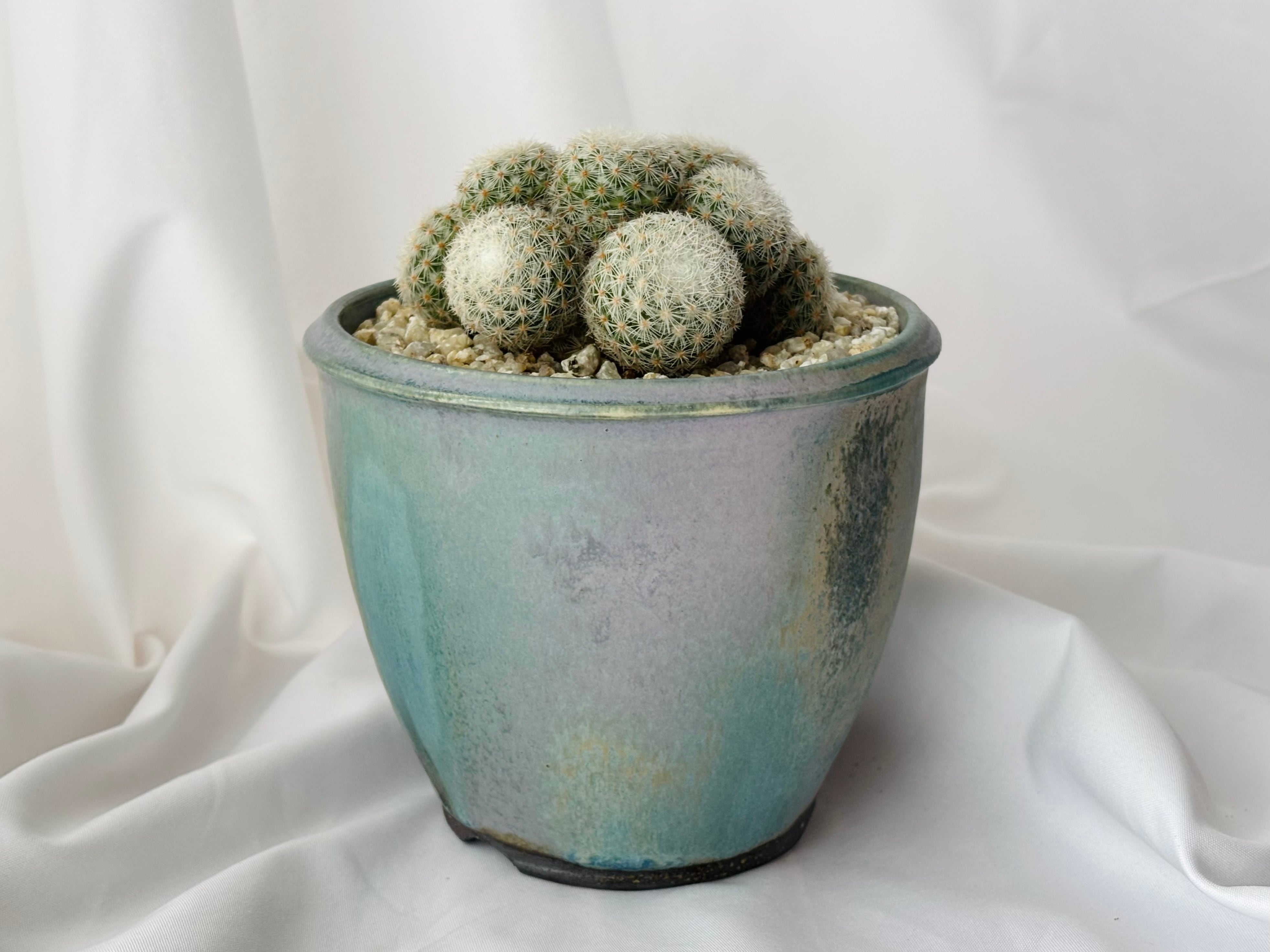 Mammillaria albilanata マミラリア 希望丸 サボテン