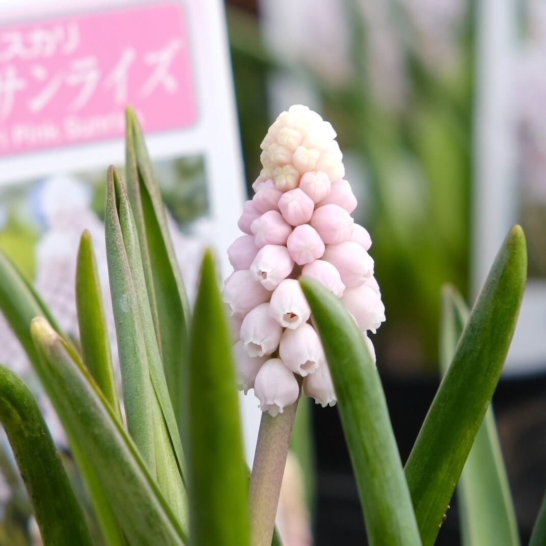 ムスカリ 《 ピンクサンライズ 》（植えっぱなし球根） | グリーン