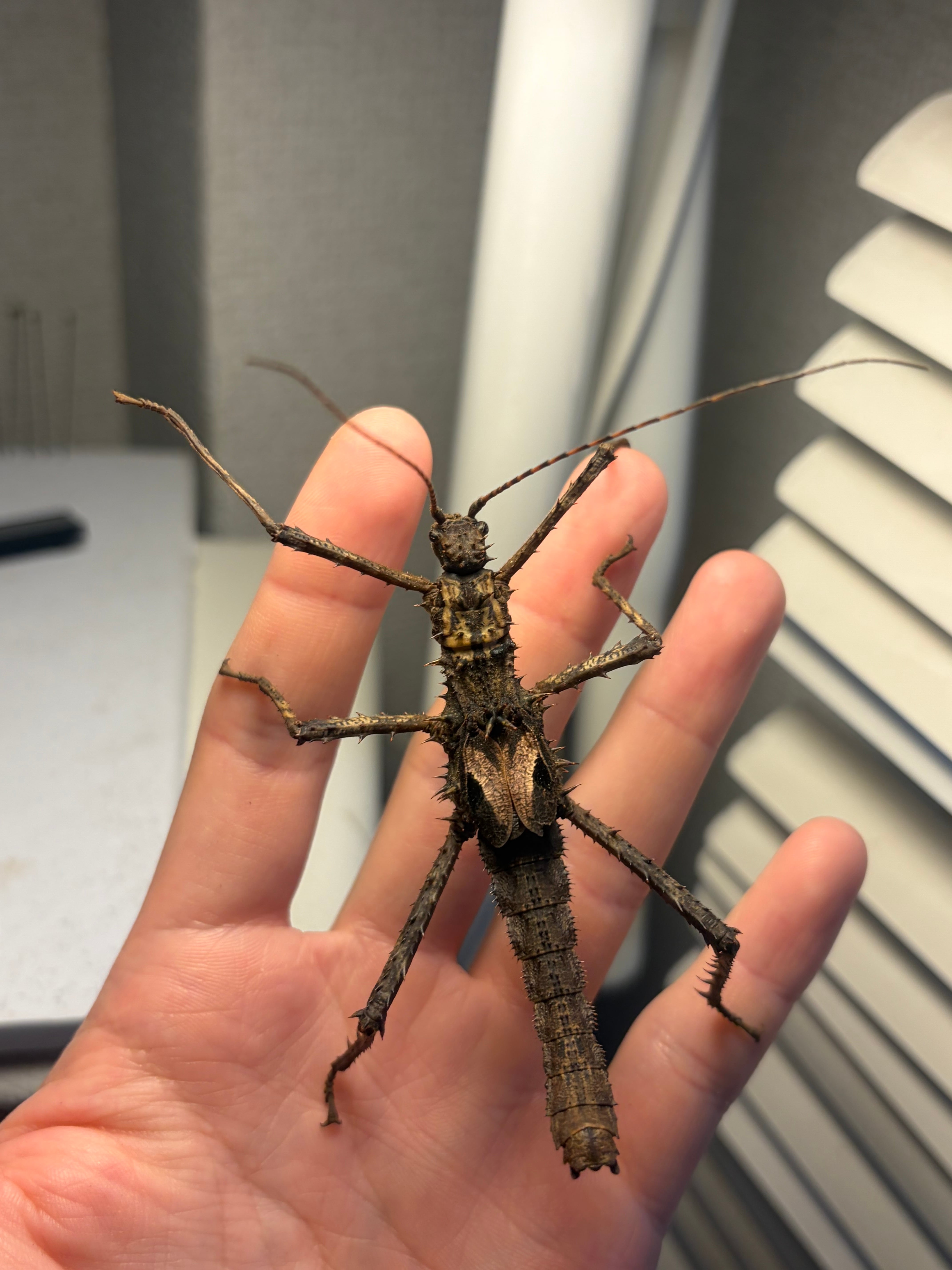 LAST♂1匹】小さい羽で羽音を鳴らし威嚇するHaaniella echinata