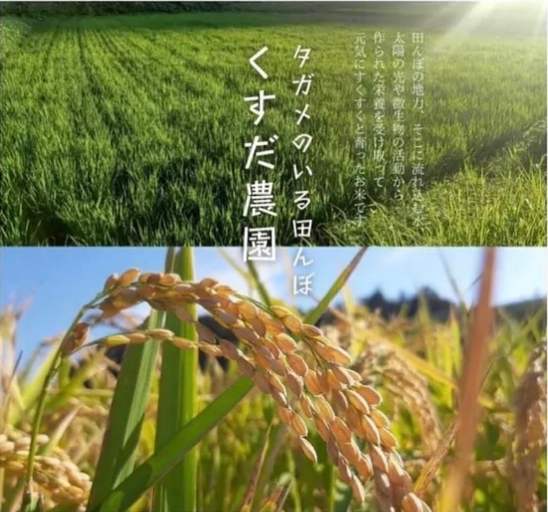 くすだ農園 「イセヒカリ」玄米10kg | PAY ID