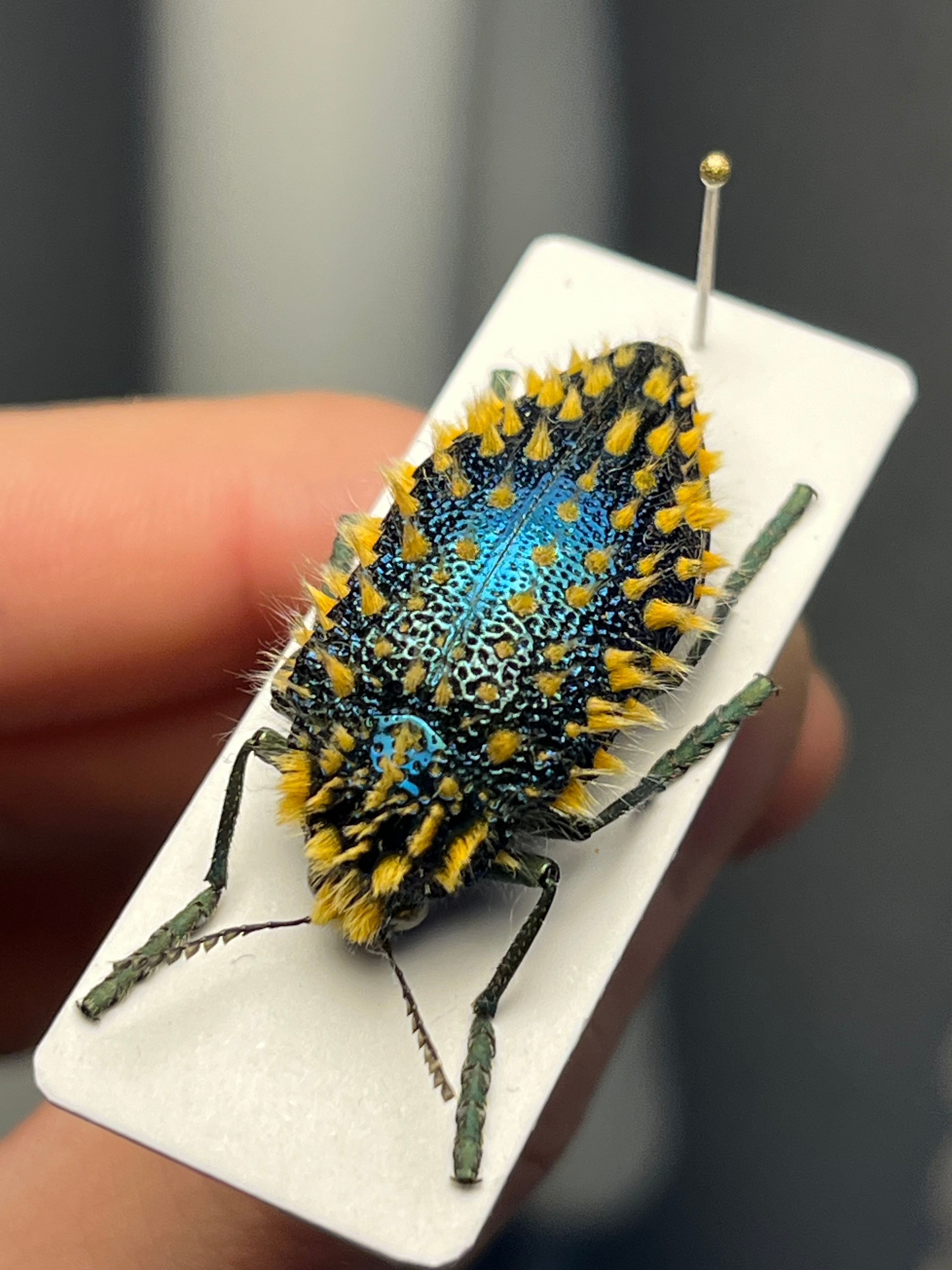 25mm】アカモンアラメムカシタマムシ ロエイ アラモンアラメムカシ