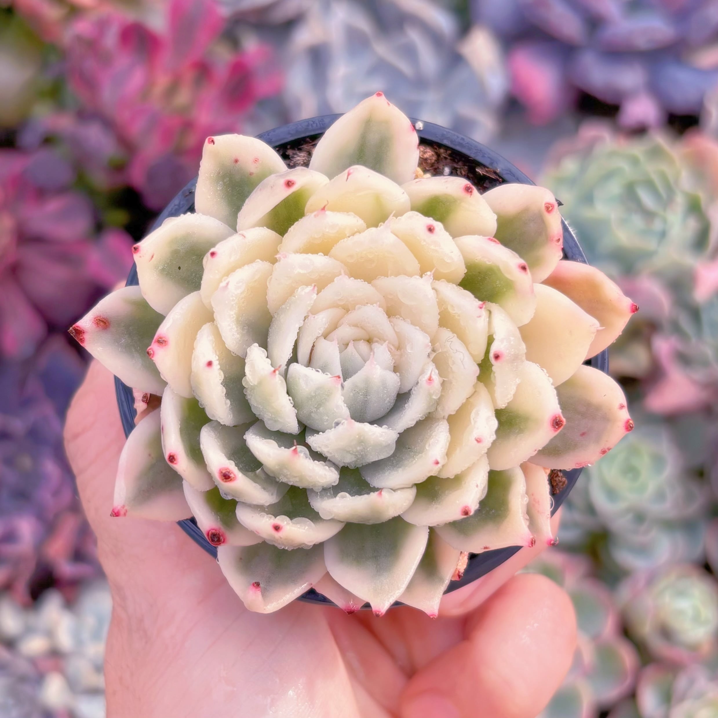 現品　バタフライ錦#528　るる農園