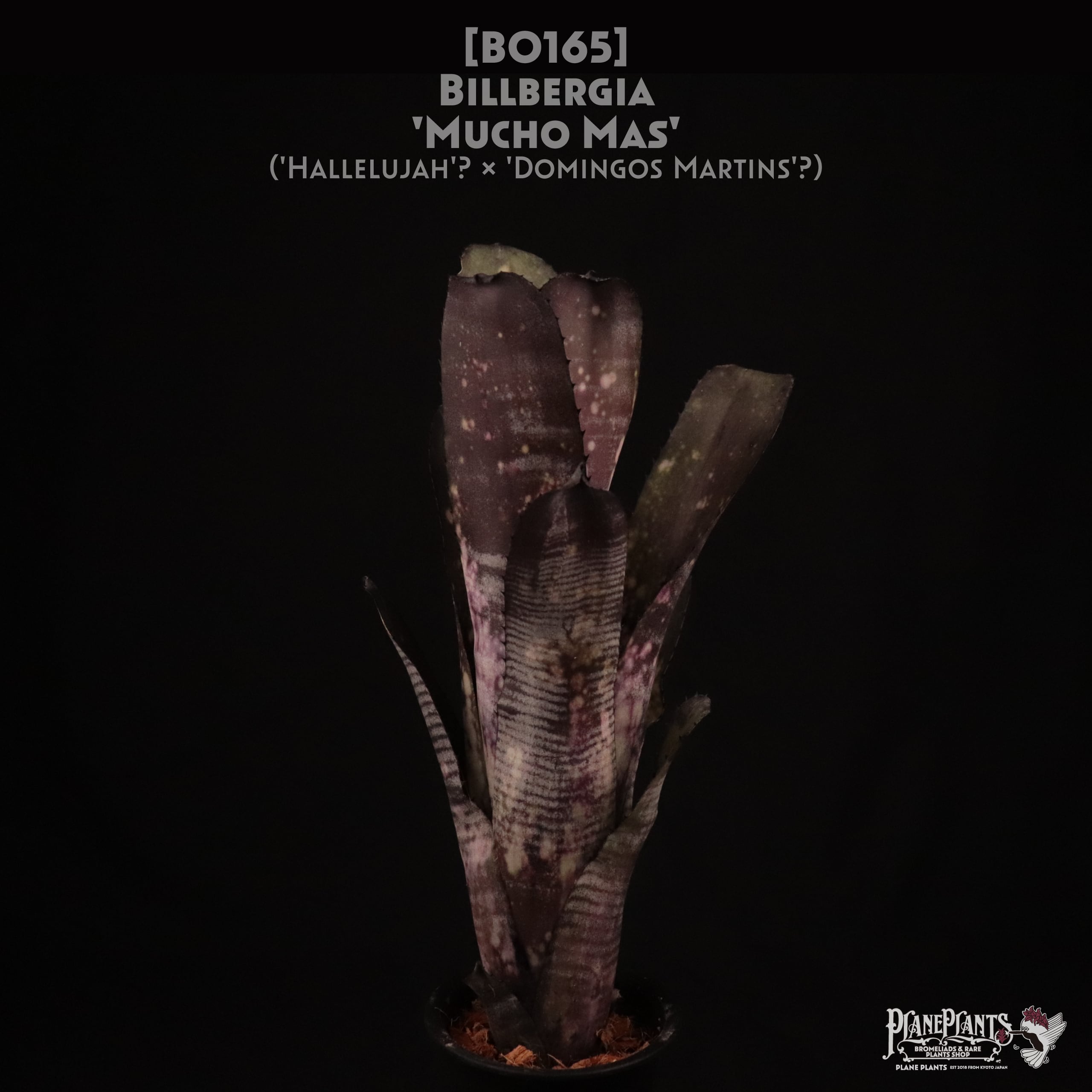 ブロメリア・エアープランツ Billbergia Mucho Mas 42dd11ca8594078bff21286d803039