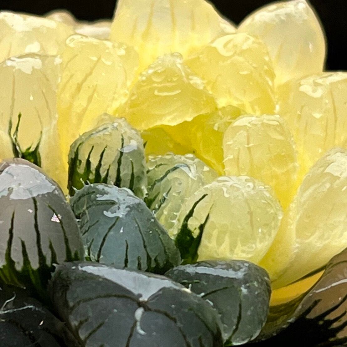 ハオルチア ナイルの雫 ハオルチア ナイルの雫