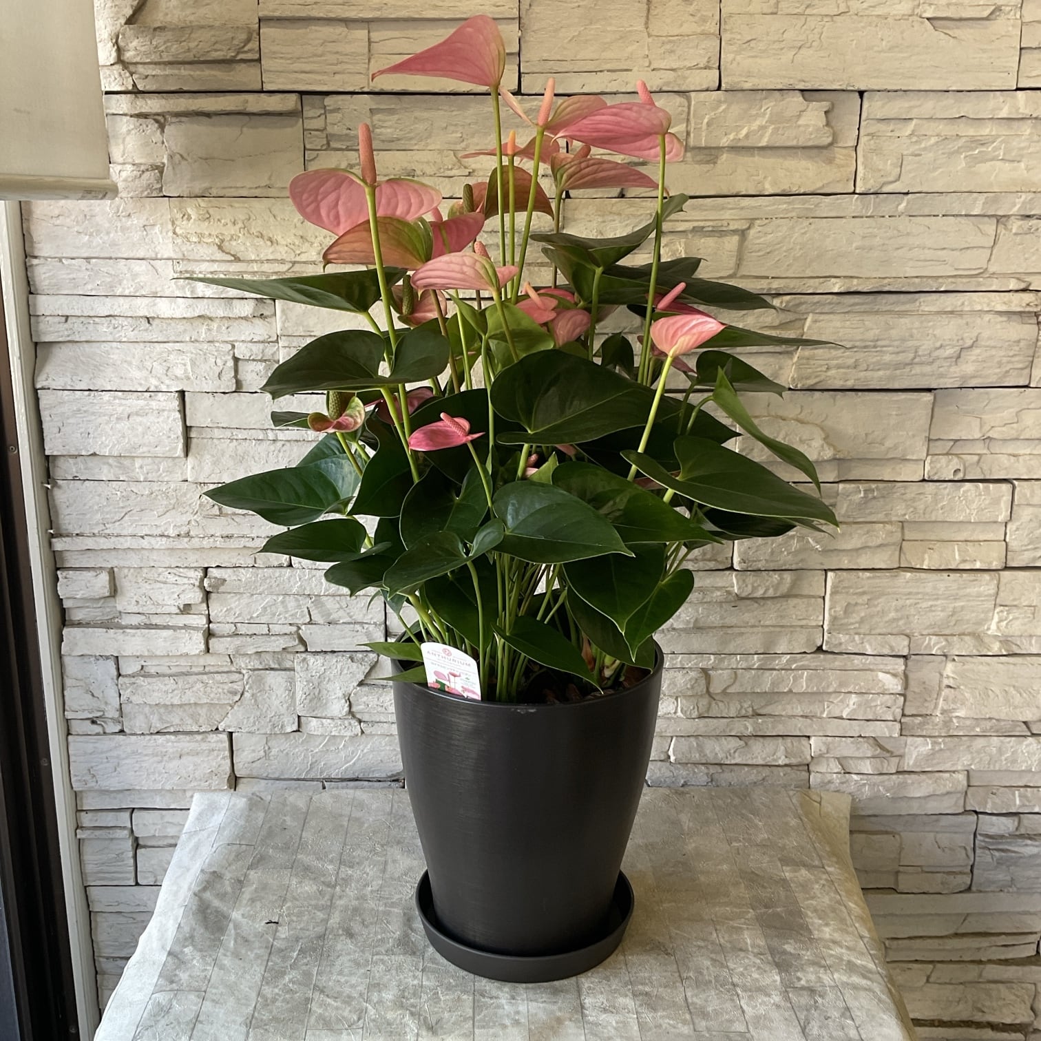 送料無料】【観葉植物】アンスリウム ロイヤルピンクチャンピオン