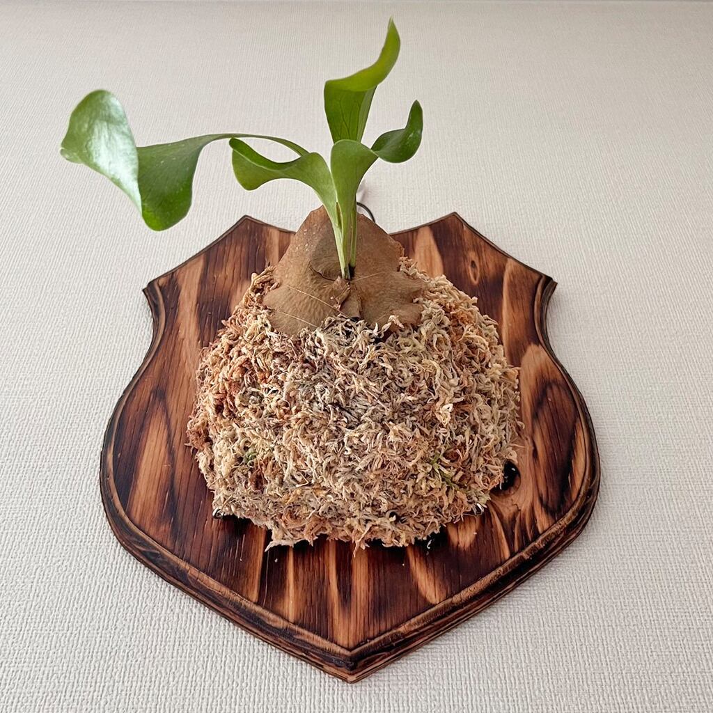 ビカクシダ　ヒリー　ドラゴン　板付 ビカクシダ ヒリードラゴン Platycerium hillii cv.Dragon 大株