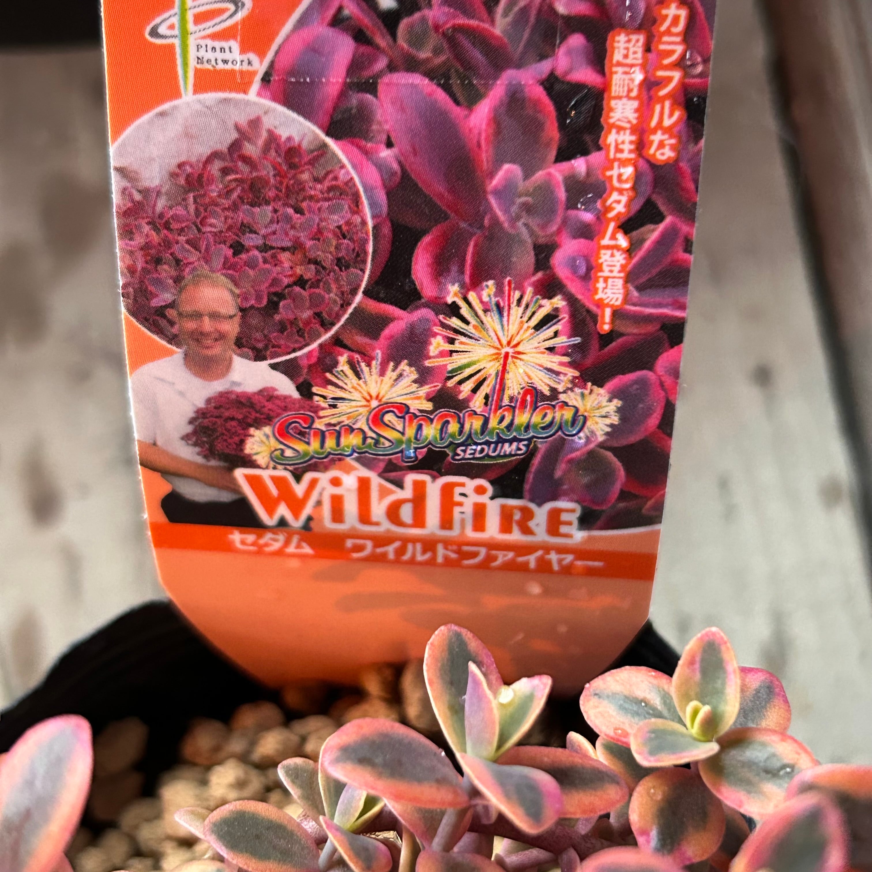 ワイルドファイヤー | RuPo 多肉植物専門店