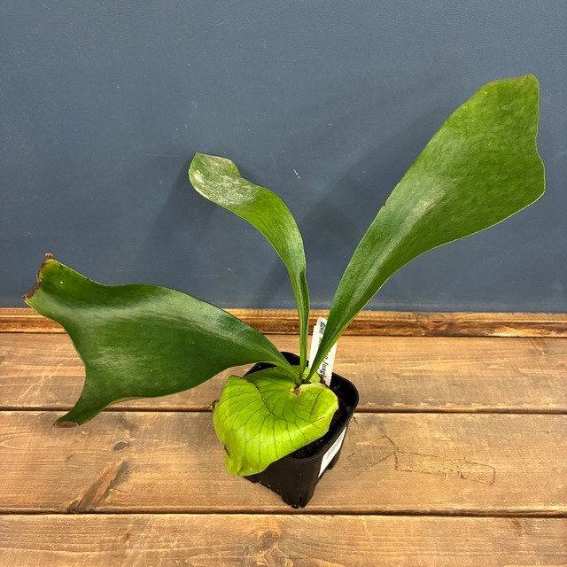 【UJビカクフェア】【〜4/16 10%OFF】 ビカクシダ P. ellisii【588】