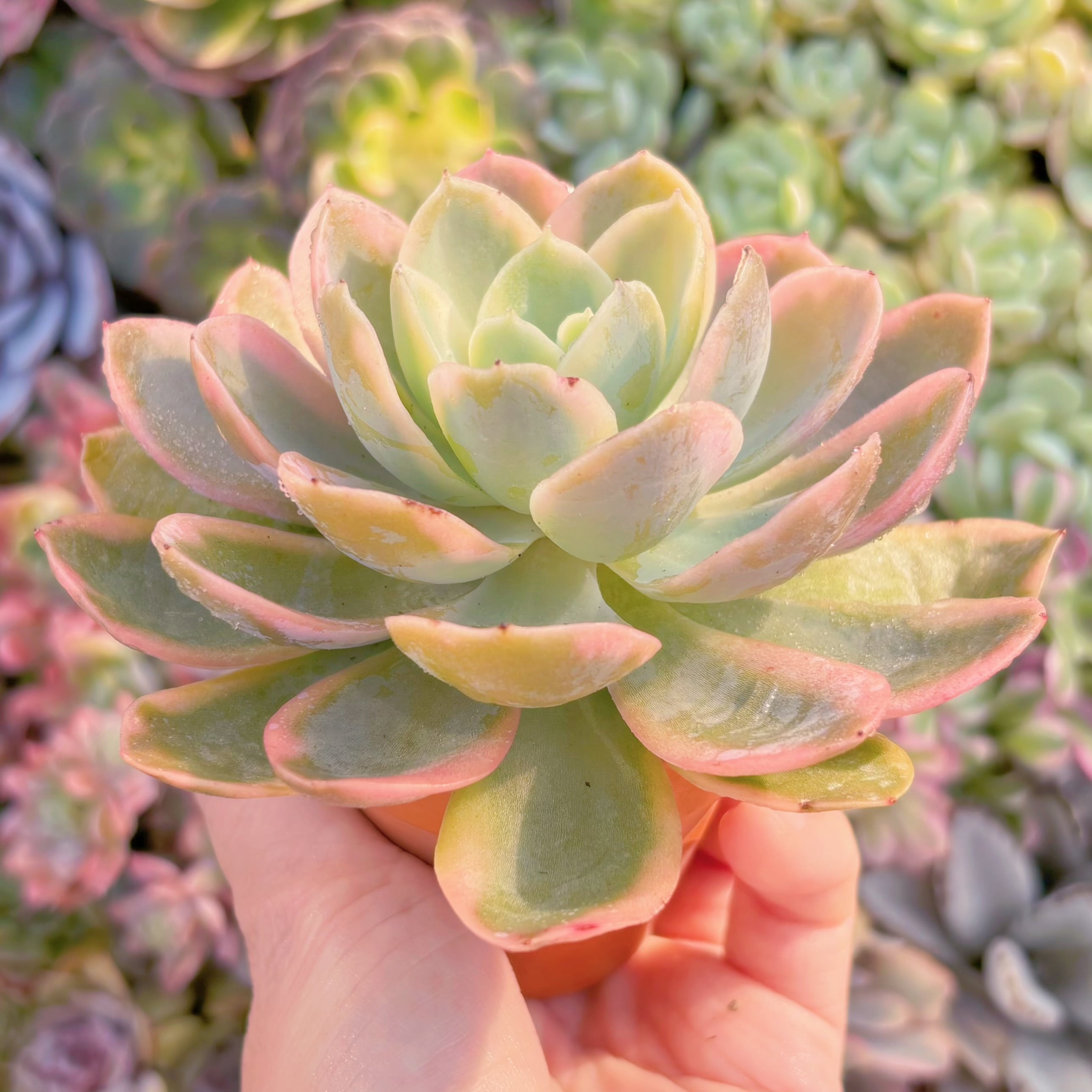 多肉植物 ピンクベラ錦 新入荷 るる農園 | るる農園~多肉植物専門