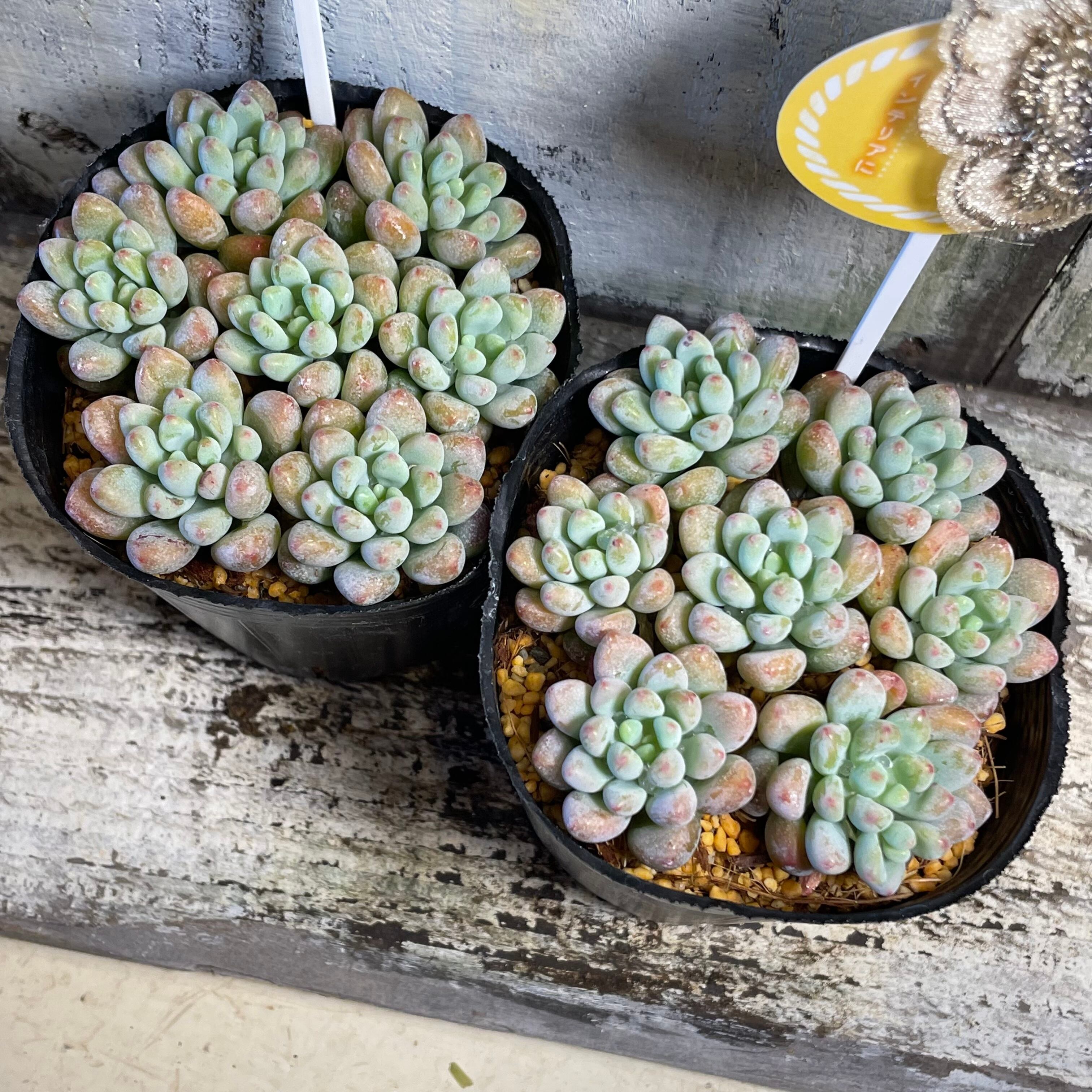 オビフォルメ艶美人錦多肉植物パキフィツム