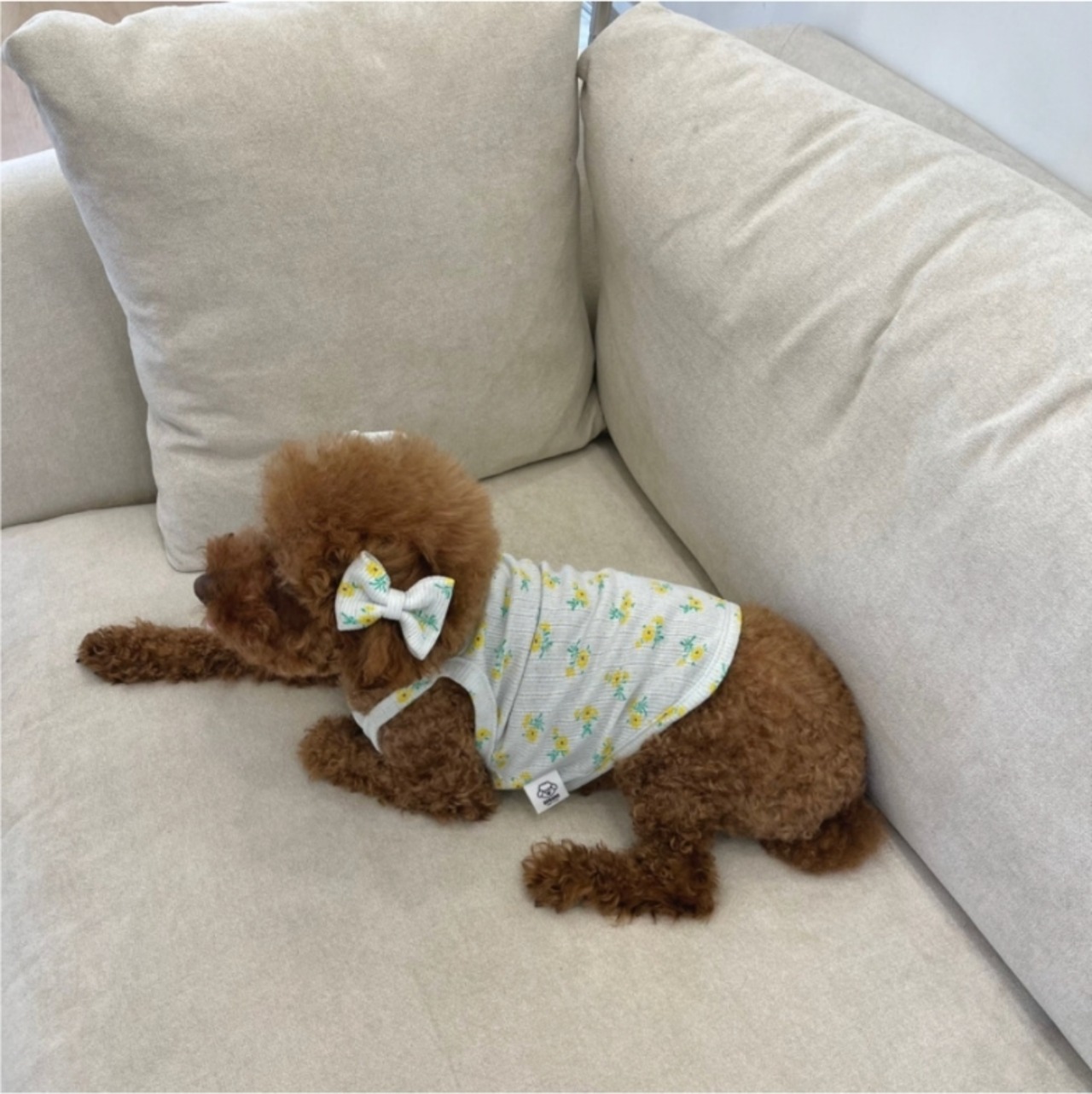 予約【pecoramou select】Rape Seed Eyelet Naciti