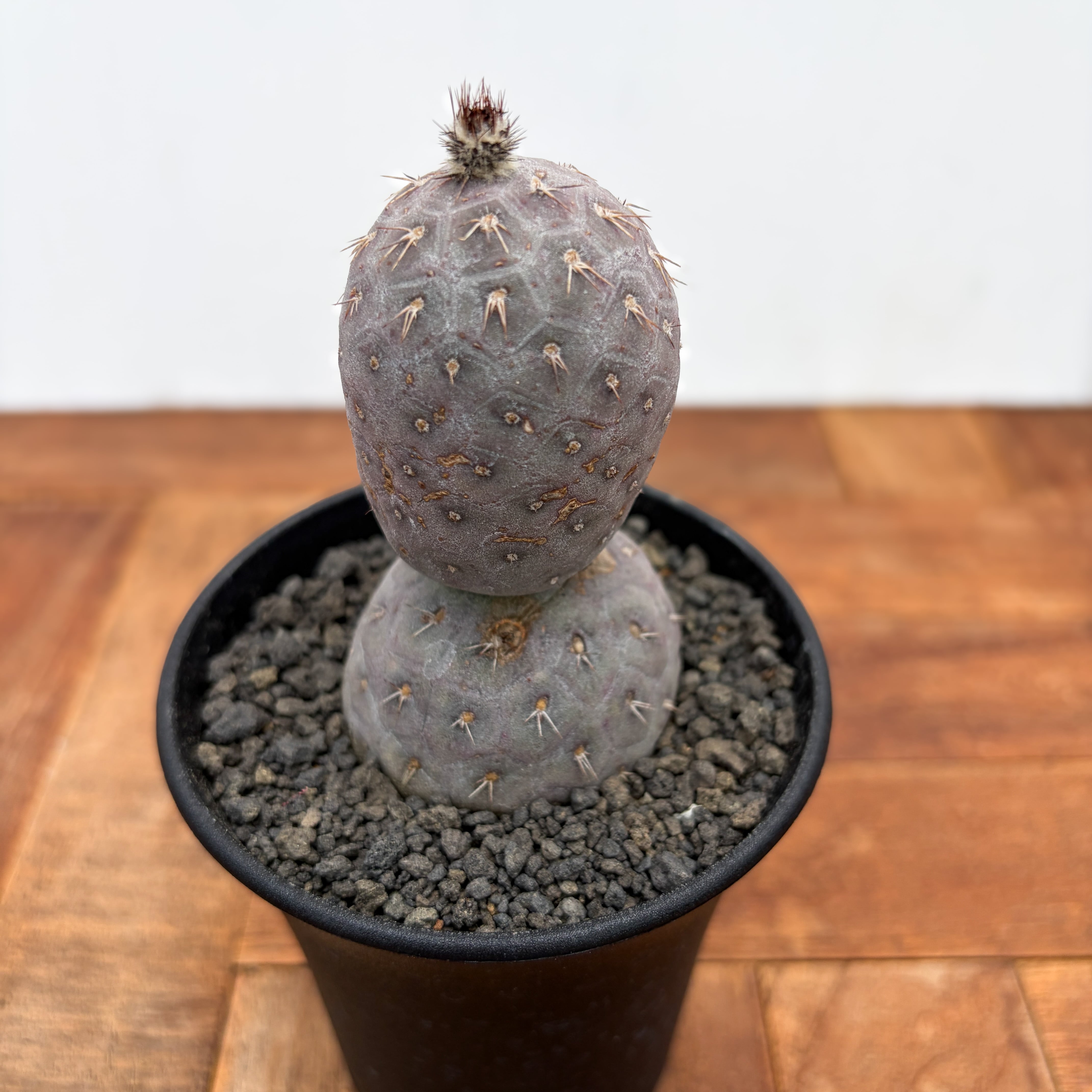 Tephrocactus geometricus【テフロカクタス・ゲオメトリクス