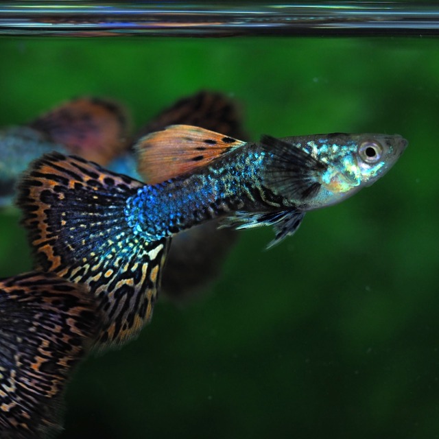 【セール】レッドドラゴン　2ペア＋おまけメス2匹