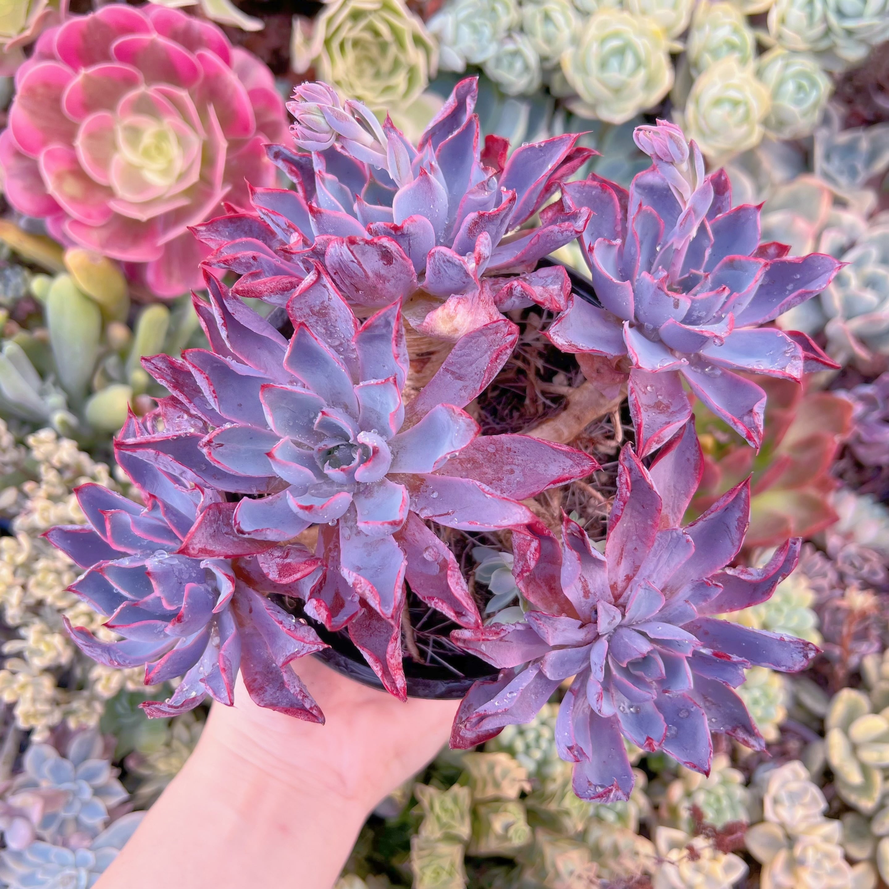 現品　ヘラ#067　特大群生　るる農園