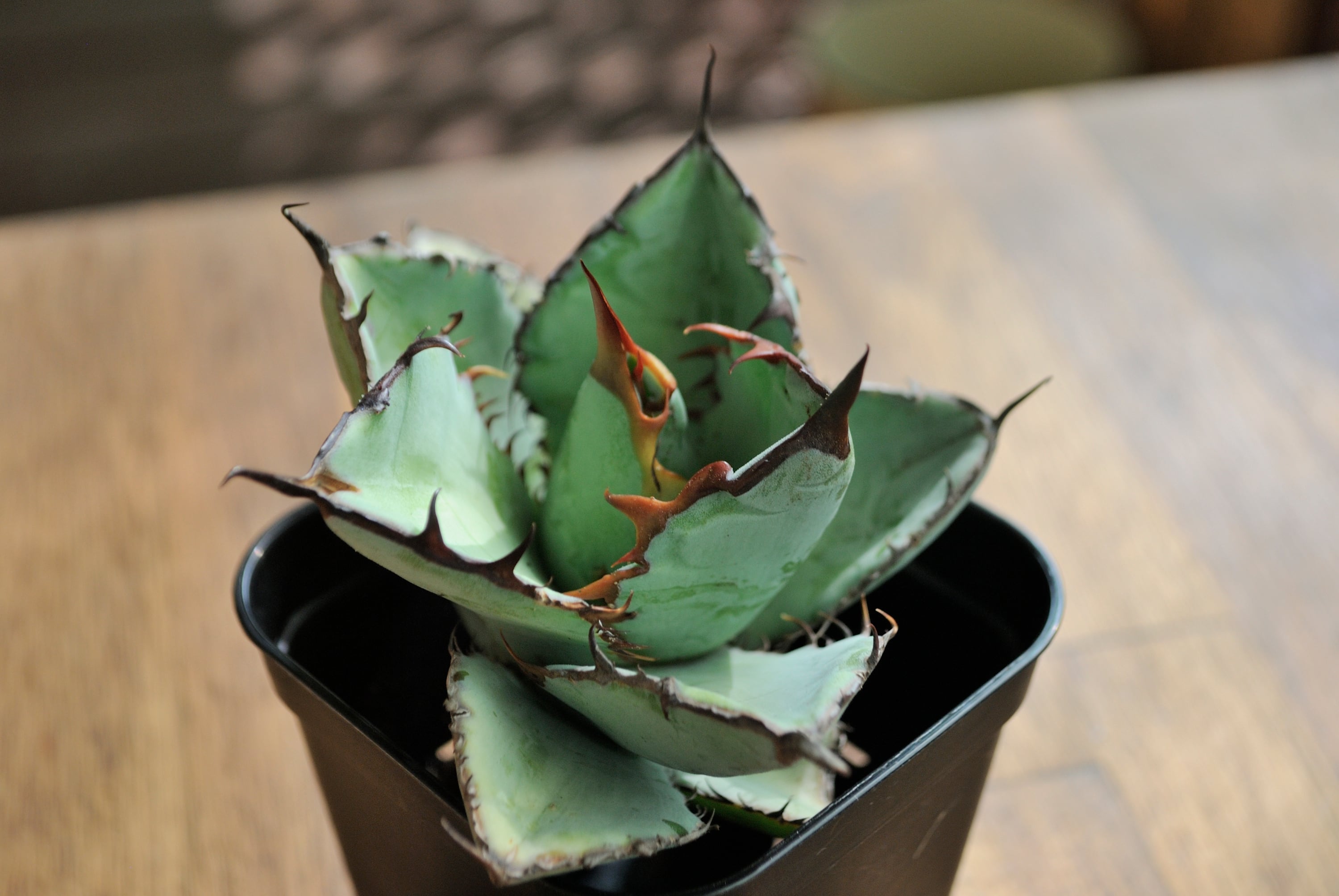 アガベ チタノタ シーザー 凱薩 no.6 | Agave Rocon