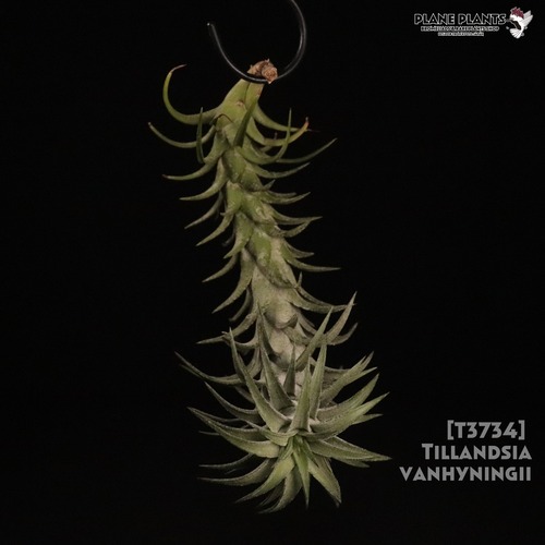 【送料無料】vanhyningii〔エアプランツ〕現品発送T3734